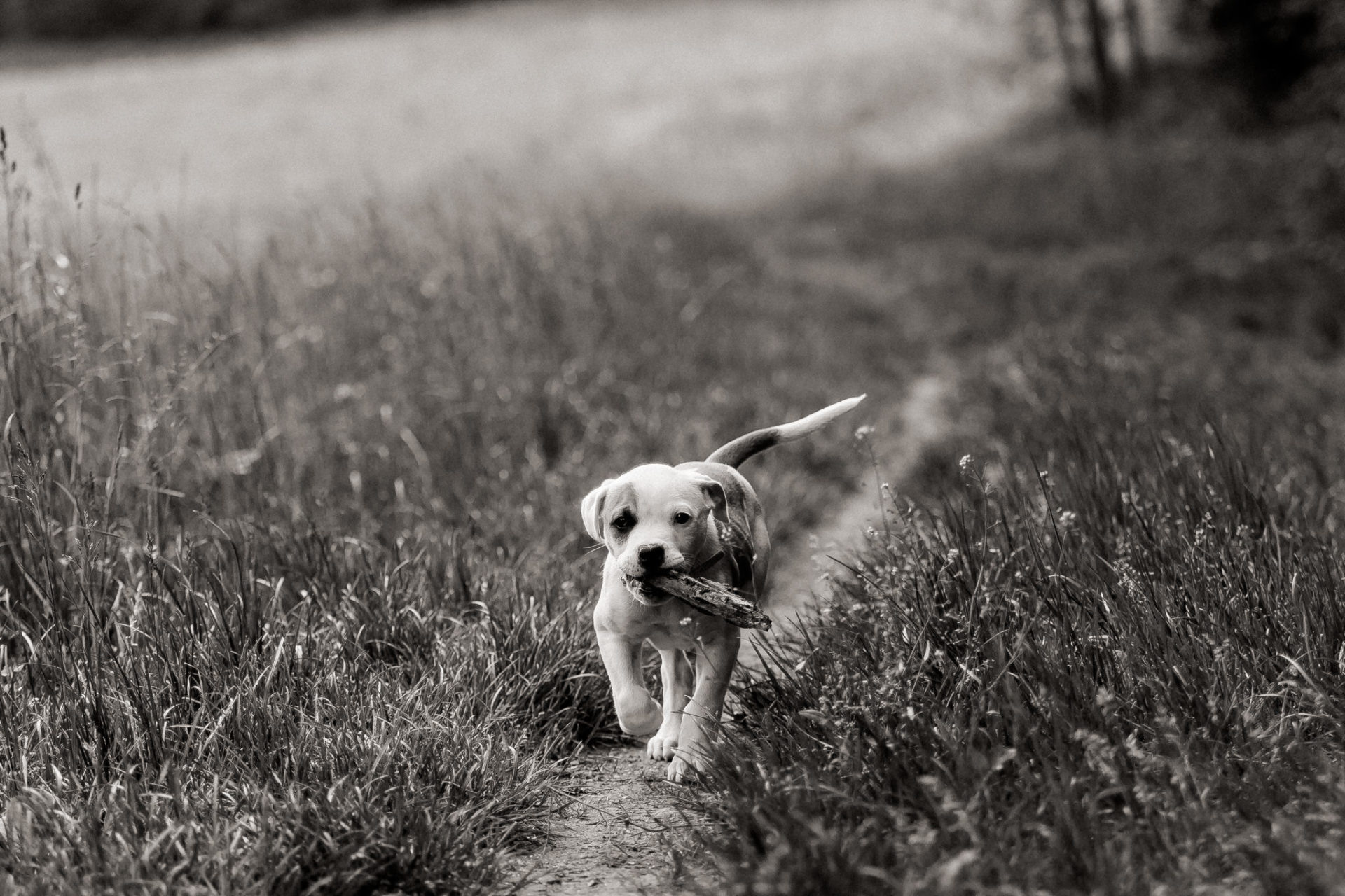 Hundefotograf-Tierfotos Stuttgart-Proud Heroes AB Welpen-19 dog photographer stuttgart berlin-dogs playtime-american bulldog puppy-pet photographer-natural dog portrait-training young dogs