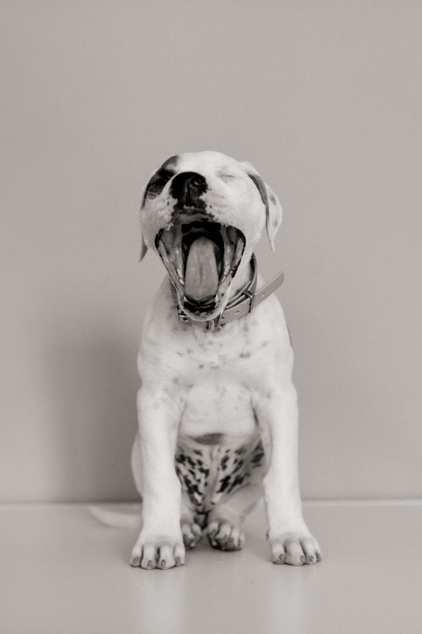 Hundefotograf-Tierfotos Stuttgart-Proud Heroes AB Welpen-2 Hundefotograf Stuttgart-berlin tierfotos-Portraits mit Hund-American Bulldog Welpe-Prout Heroes Bulldogs-Leben mit Welpe-Stubenrein