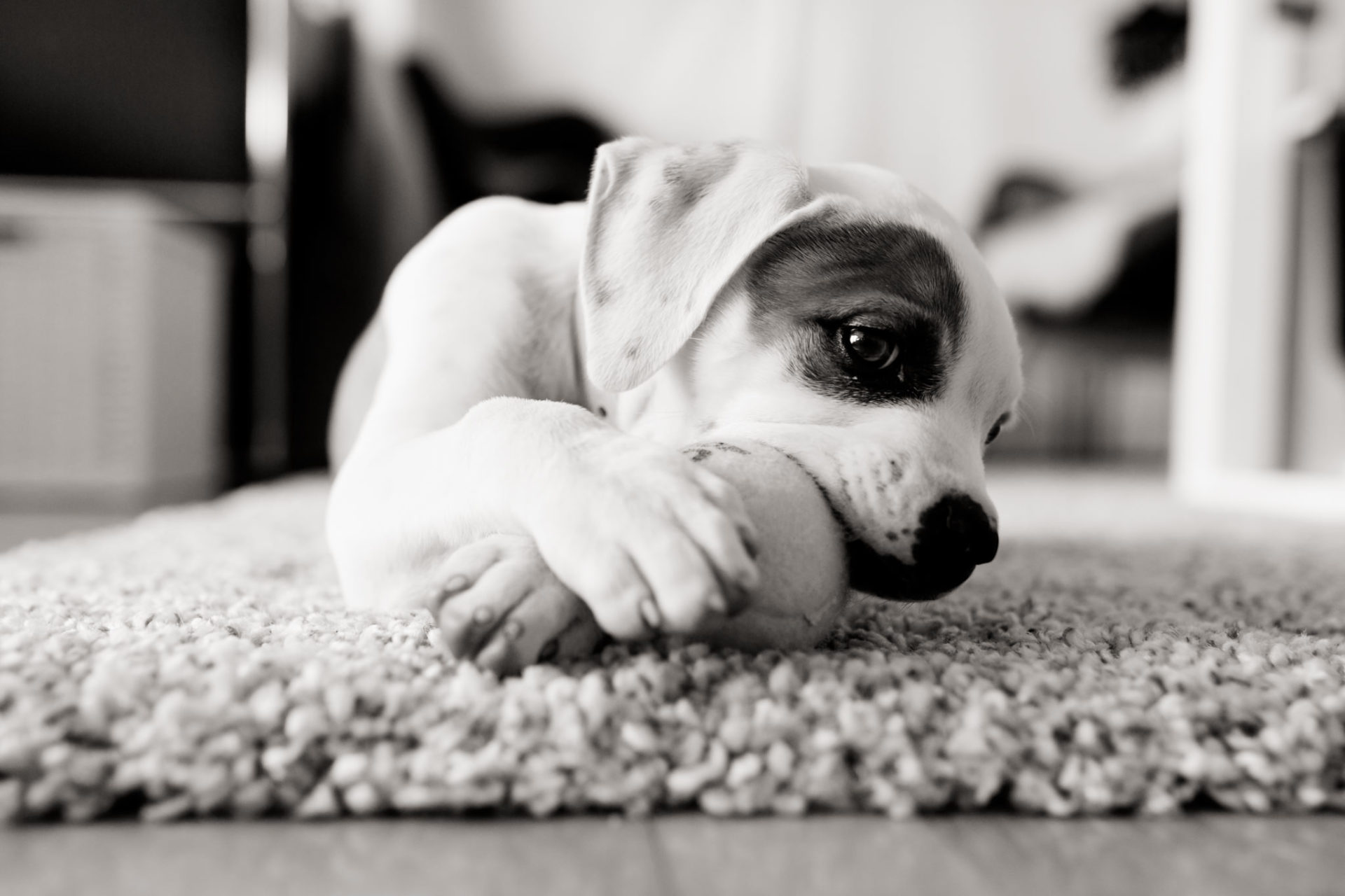 Hundefotograf-Tierfotos Stuttgart-Proud Heroes AB Welpen-4 Hundefotograf Stuttgart-berlin tierfotos-Portraits mit Hund-American Bulldog Welpe-Prout Heroes Bulldogs-Leben mit Welpe-Stubenrein