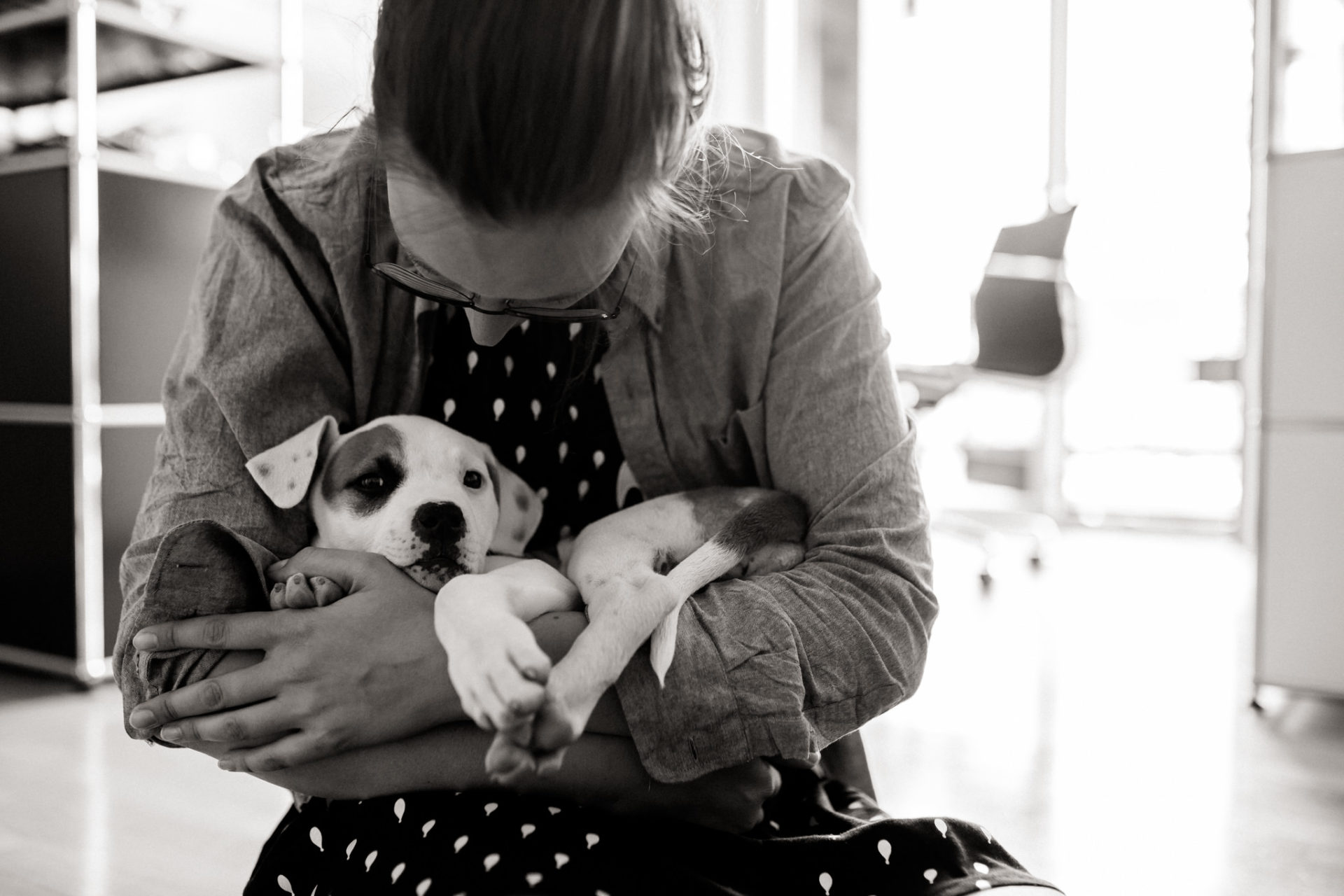 Hundefotograf-Tierfotos Stuttgart-Proud Heroes AB Welpen-5 Hundefotograf Stuttgart-berlin tierfotos-Portraits mit Hund-American Bulldog Welpe-Prout Heroes Bulldogs-Leben mit Welpe-Stubenrein