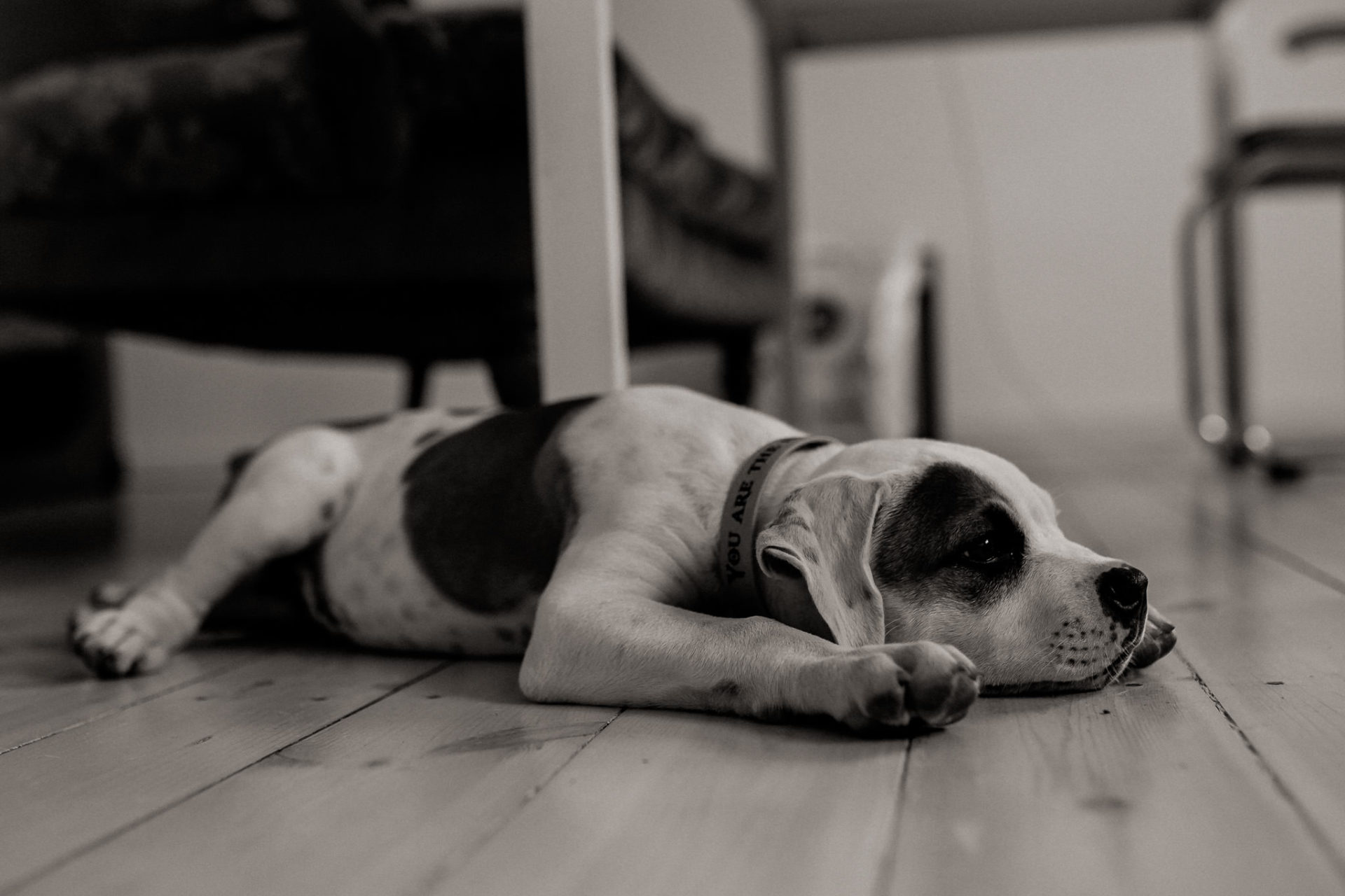dog photographer stuttgart berlin-dogs playtime-american bulldog puppy-pet photographer-natural dog portrait-training young dogs