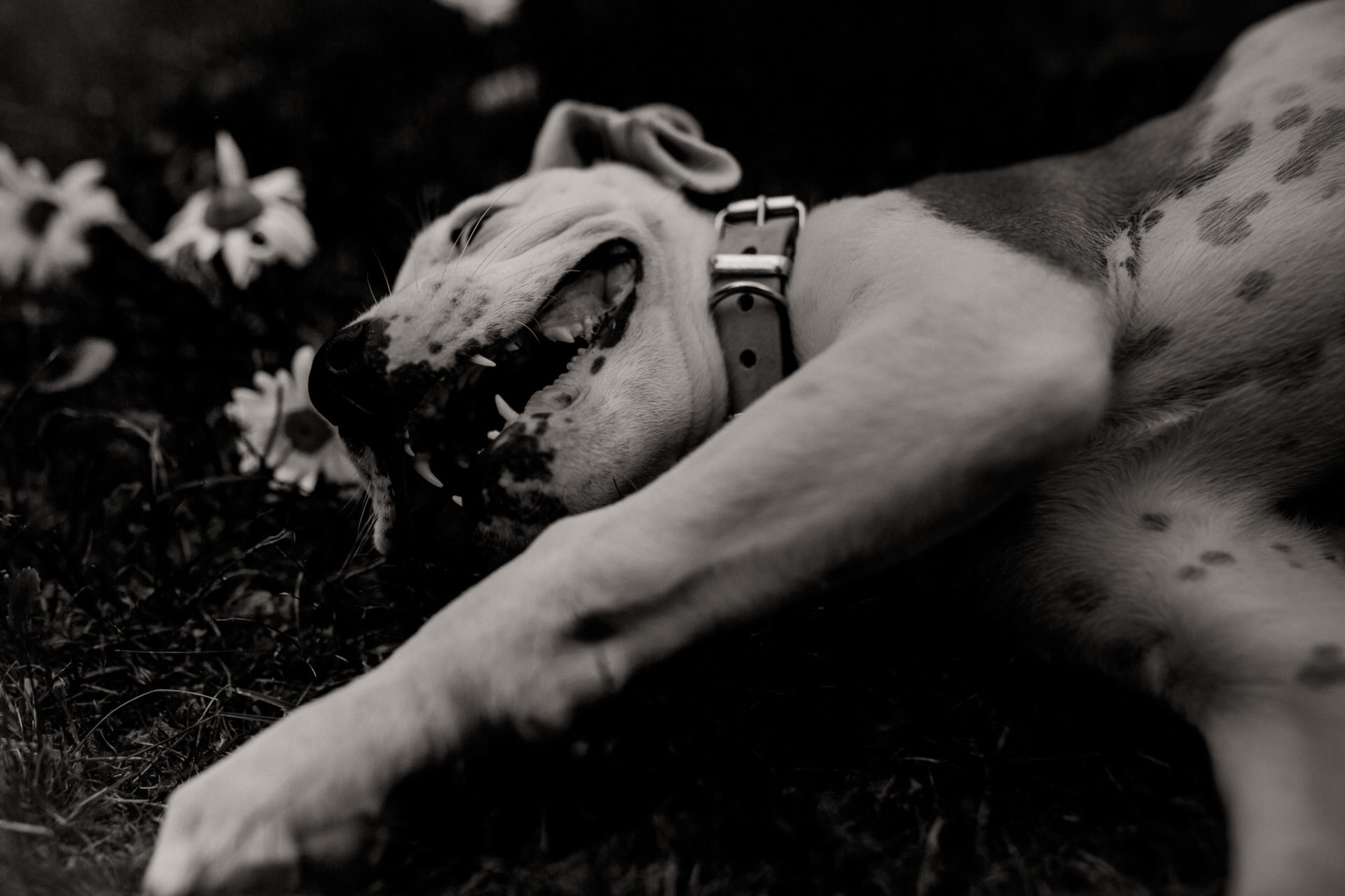 dog photographer stuttgart berlin-dogs playtime-american bulldog puppy-pet photographer-natural dog portrait-training young dogs