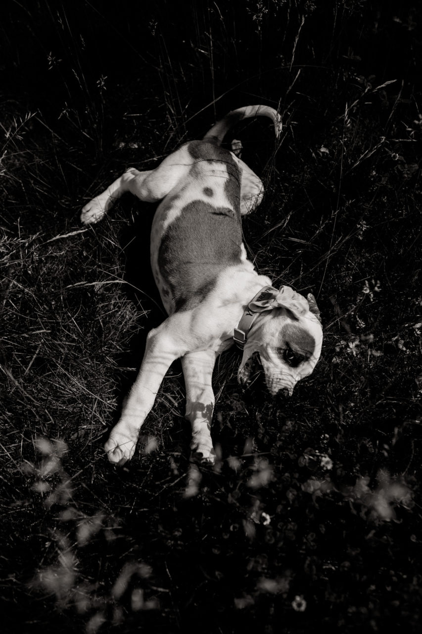dog photographer stuttgart berlin-dogs playtime-american bulldog puppy-pet photographer-natural dog portrait-training young dogs