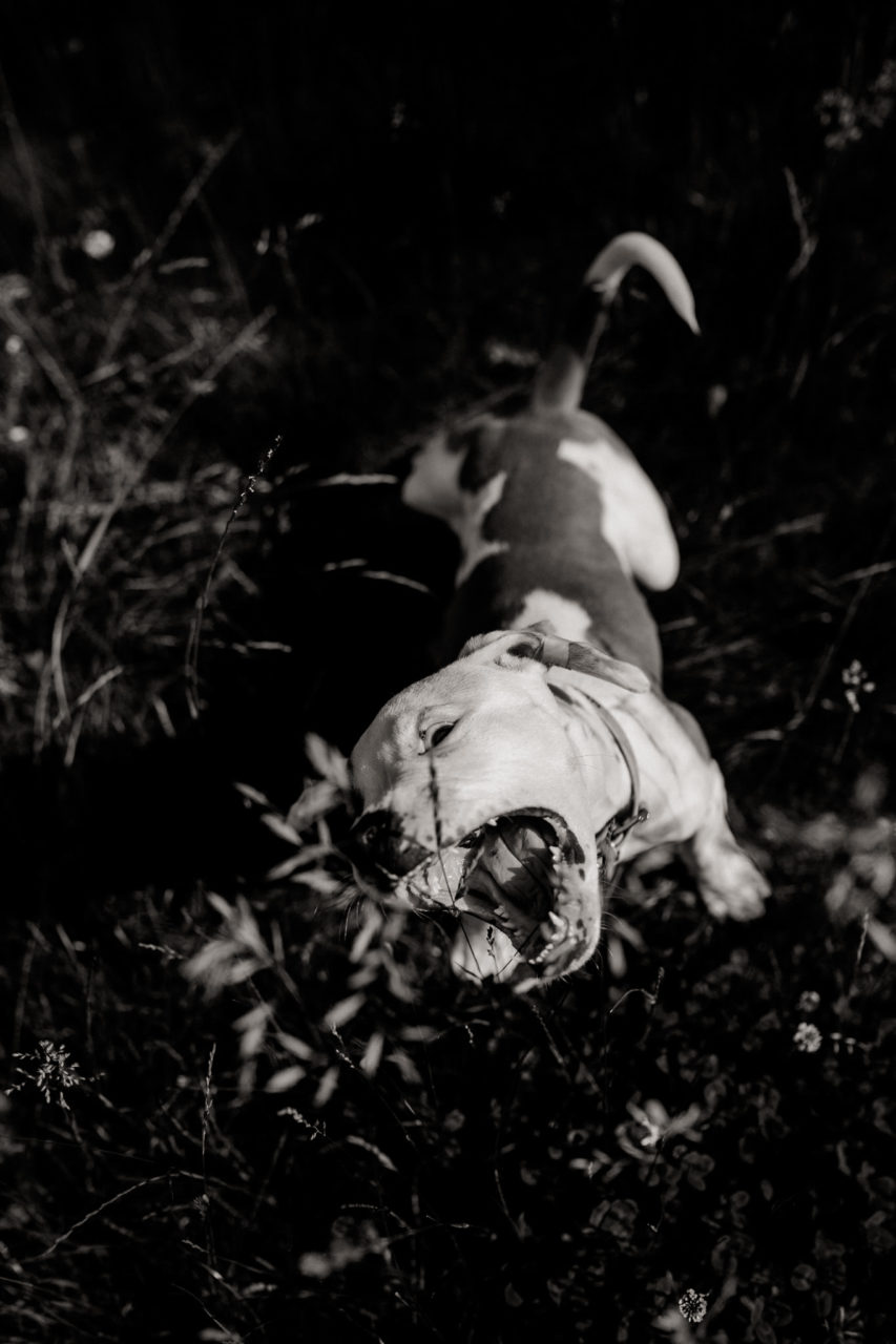 dog photographer stuttgart berlin-dogs playtime-american bulldog puppy-pet photographer-natural dog portrait-training young dogs
