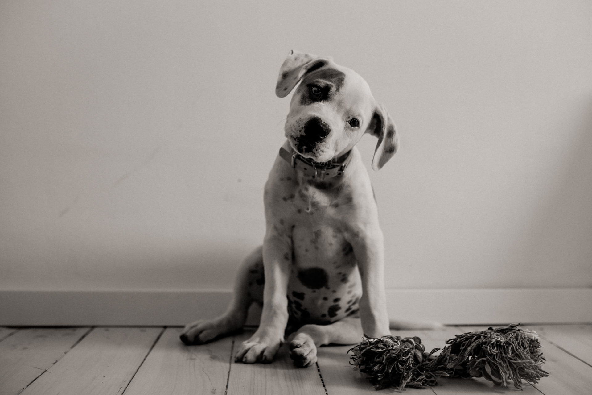 dog photographer stuttgart berlin-dogs playtime-american bulldog puppy-pet photographer-natural dog portrait-training young dogs