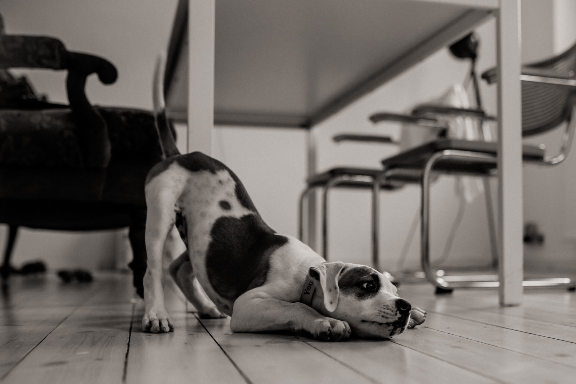 dog photographer stuttgart berlin-dogs playtime-american bulldog puppy-pet photographer-natural dog portrait-training young dogs