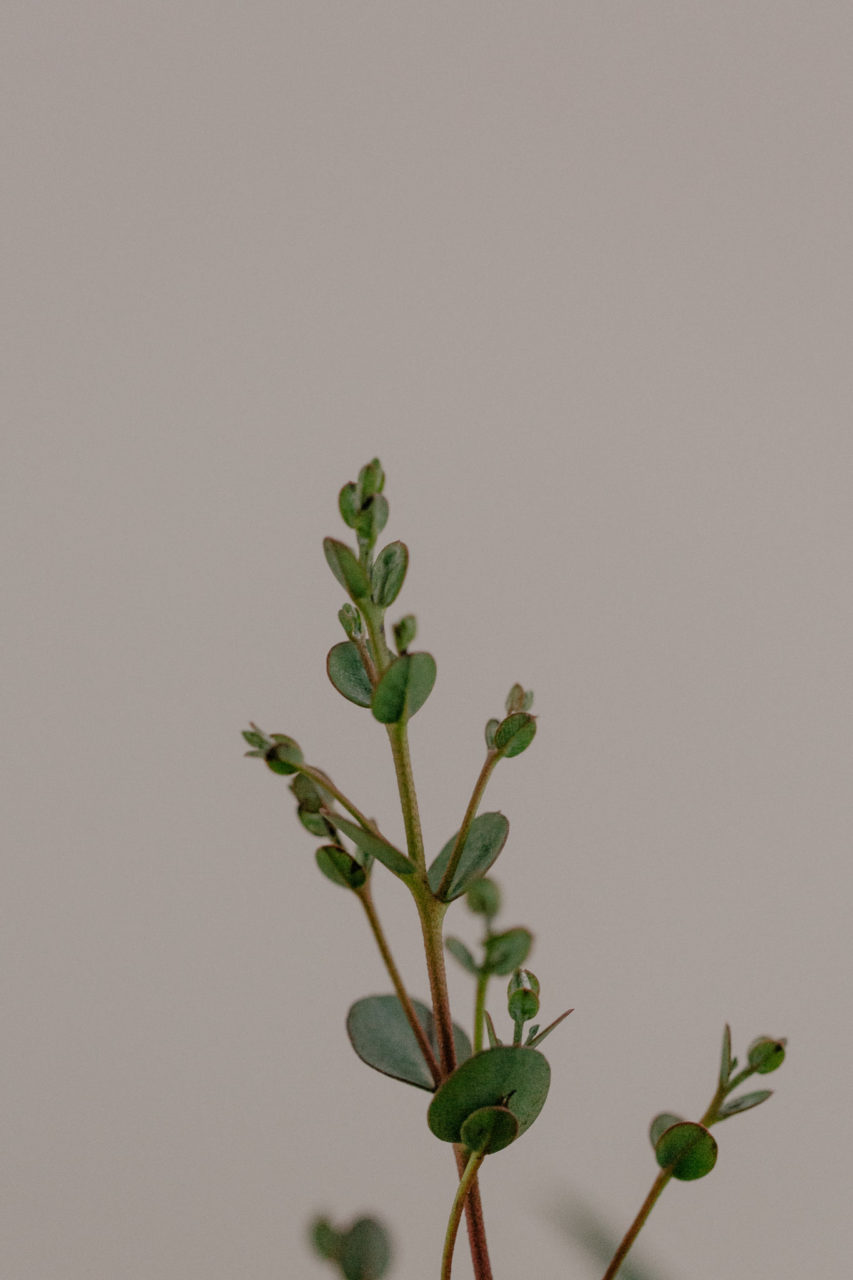 Hochzeitsfotograf Berlin-Heiraten alter Flughafen-Pilotenhochzeit-Braut make up-elfenkleid-elopement Berlin-eukalyptus Brautstrauß