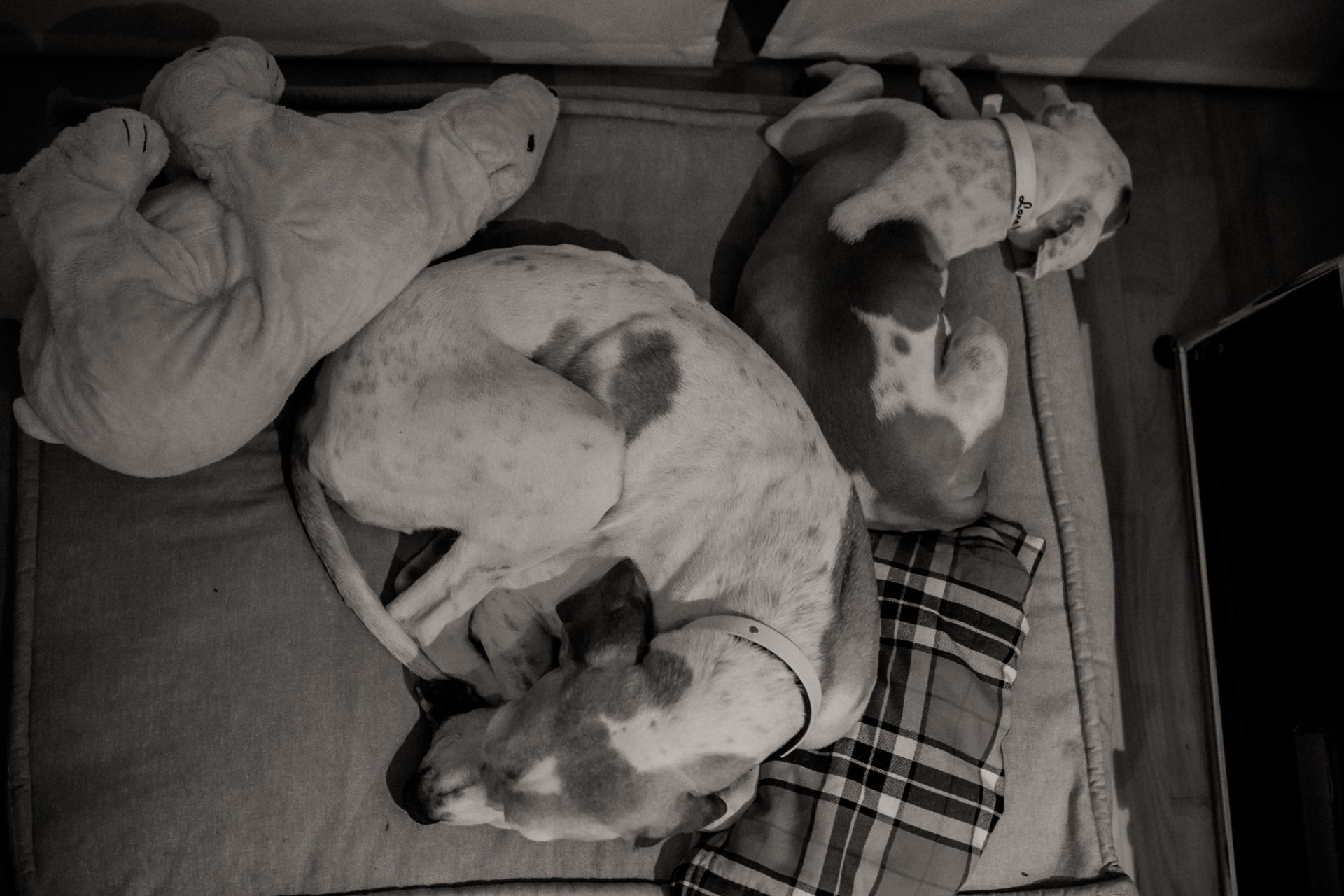 dog photographer stuttgart berlin-Home stories with pets-american bulldog puppy-pet photographer-natural dog portrait