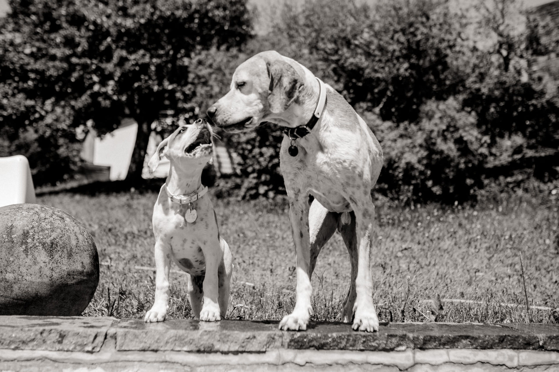 hundefotograf stuttgart-haustierportraits-ungestellte tierfotos-hundefotos in natur-familienhund-welpentraining-hundeportrait