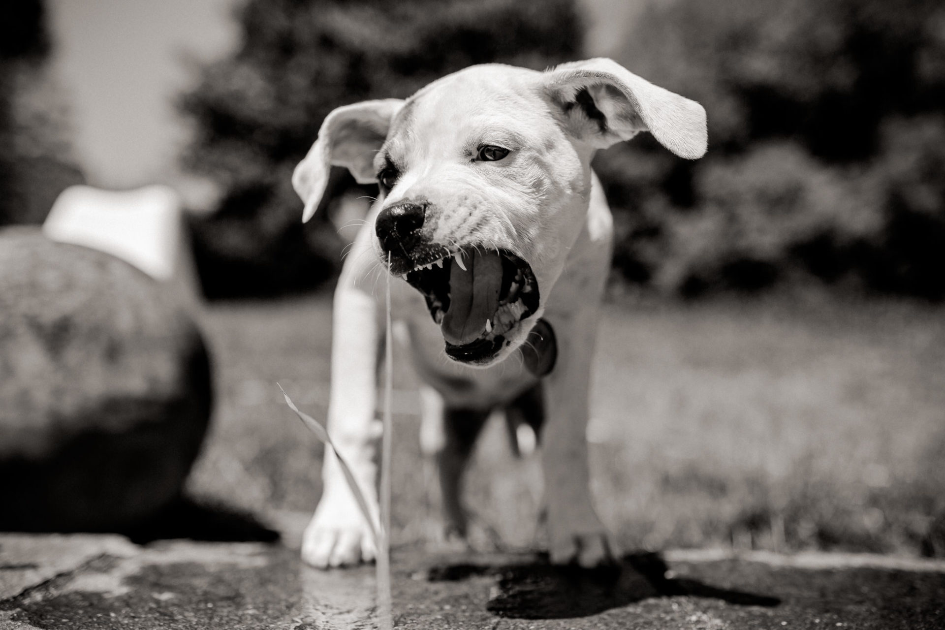 hundefotograf stuttgart-haustierportraits-ungestellte tierfotos-hundefotos in natur-familienhund-welpentraining-hundeportrait