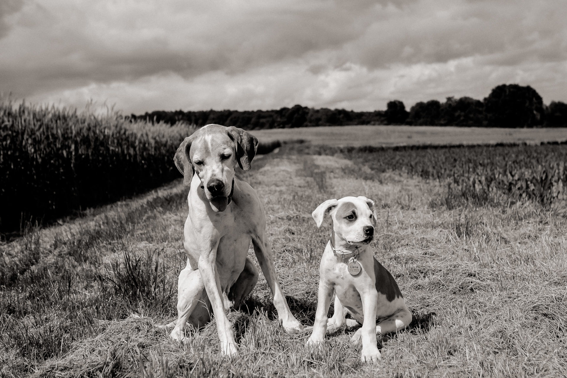 hundefotograf stuttgart-haustierportraits-ungestellte tierfotos-hundefotos in natur-familienhund-welpentraining-hundeportrait