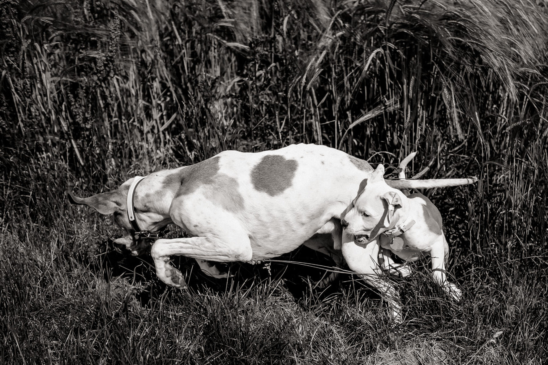 hundefotograf stuttgart-haustierportraits-ungestellte tierfotos-hundefotos in natur-familienhund-welpentraining-hundeportrait