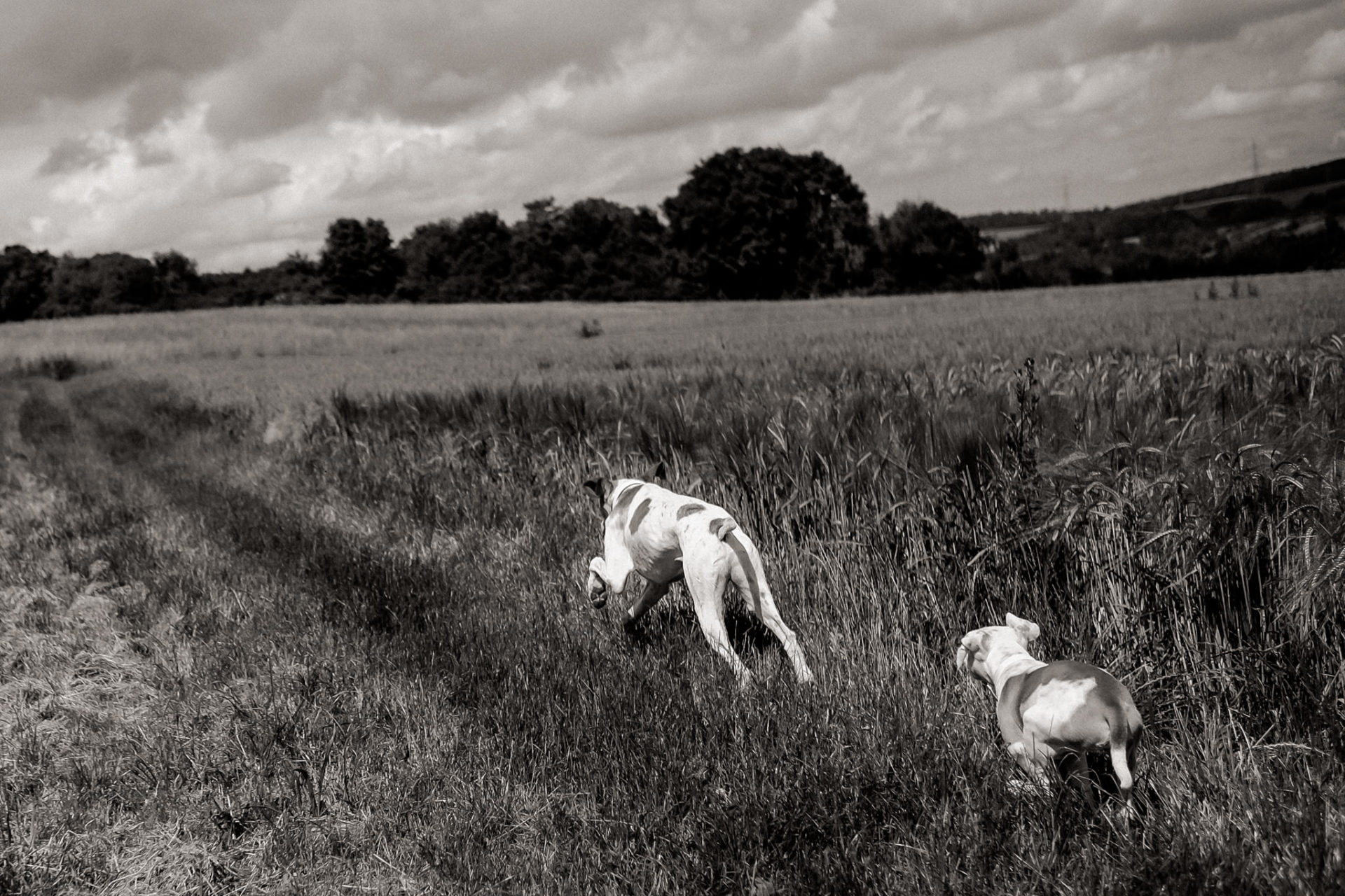 hundefotograf stuttgart-haustierportraits-ungestellte tierfotos-hundefotos in natur-familienhund-welpentraining-hundeportrait