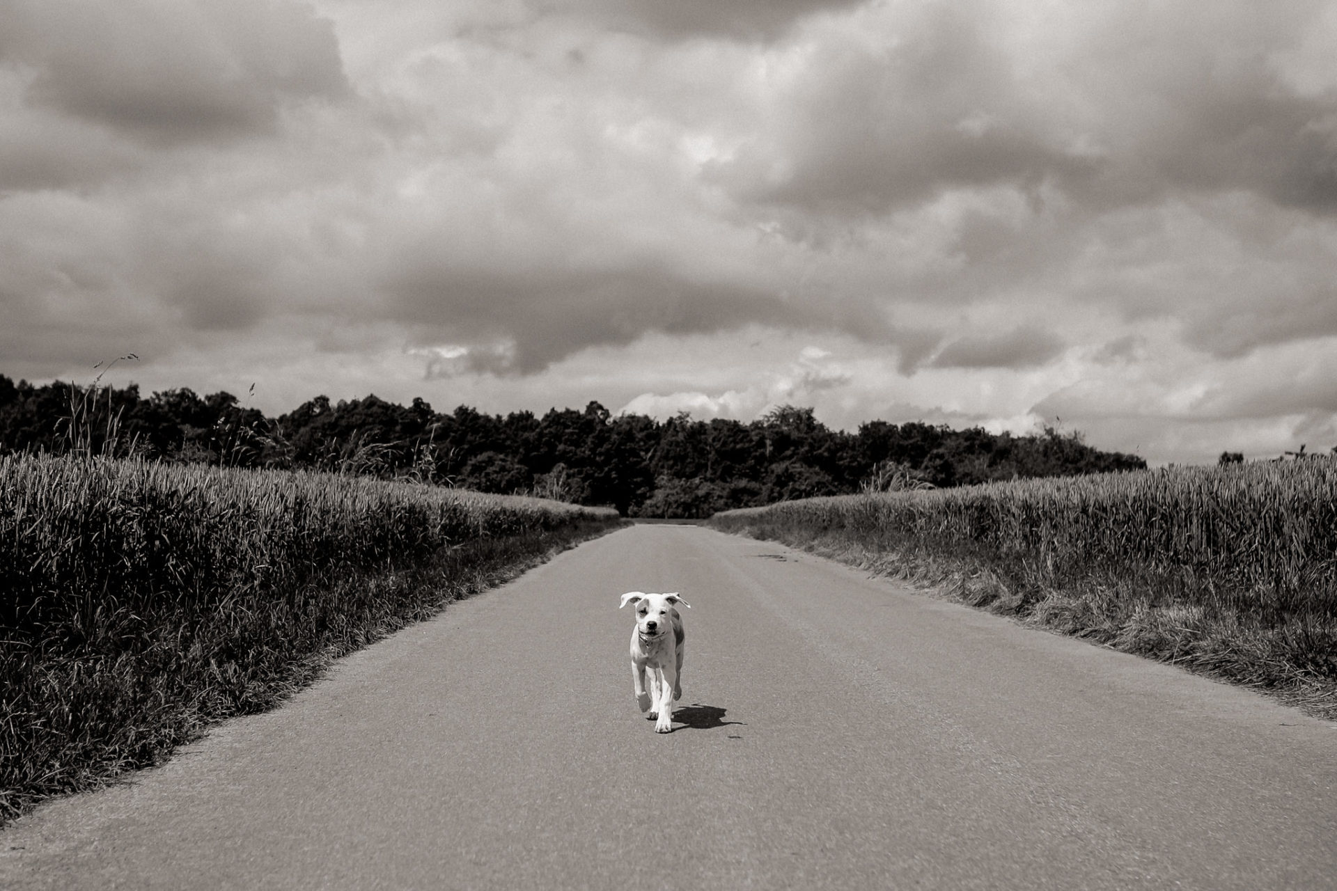 hundefotograf stuttgart-haustierportraits-ungestellte tierfotos-hundefotos in natur-familienhund-welpentraining-hundeportrait