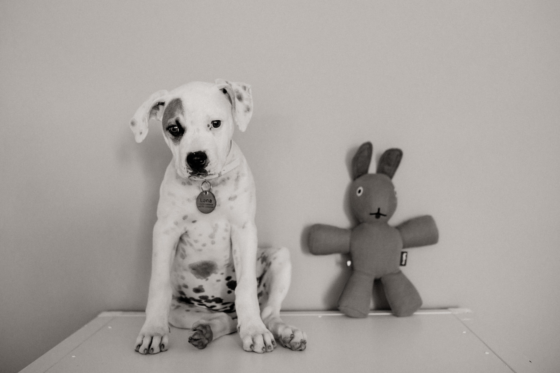 hundefotograf stuttgart-haustierportraits-ungestellte tierfotos-hundefotos in natur-familienhund-welpentraining-hundeportrait