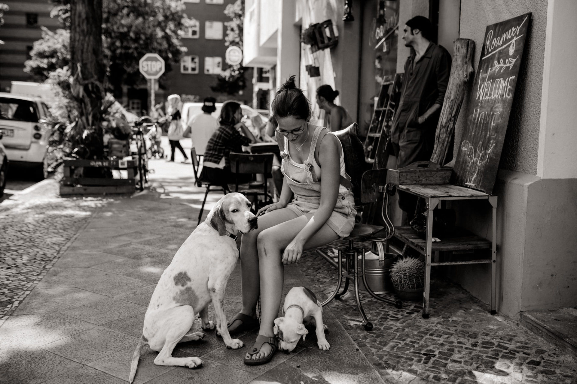 dog photographer berlin-american bulldog puppy-pet photographer-natural dog portrait-berlin with dogs-roamers coffee