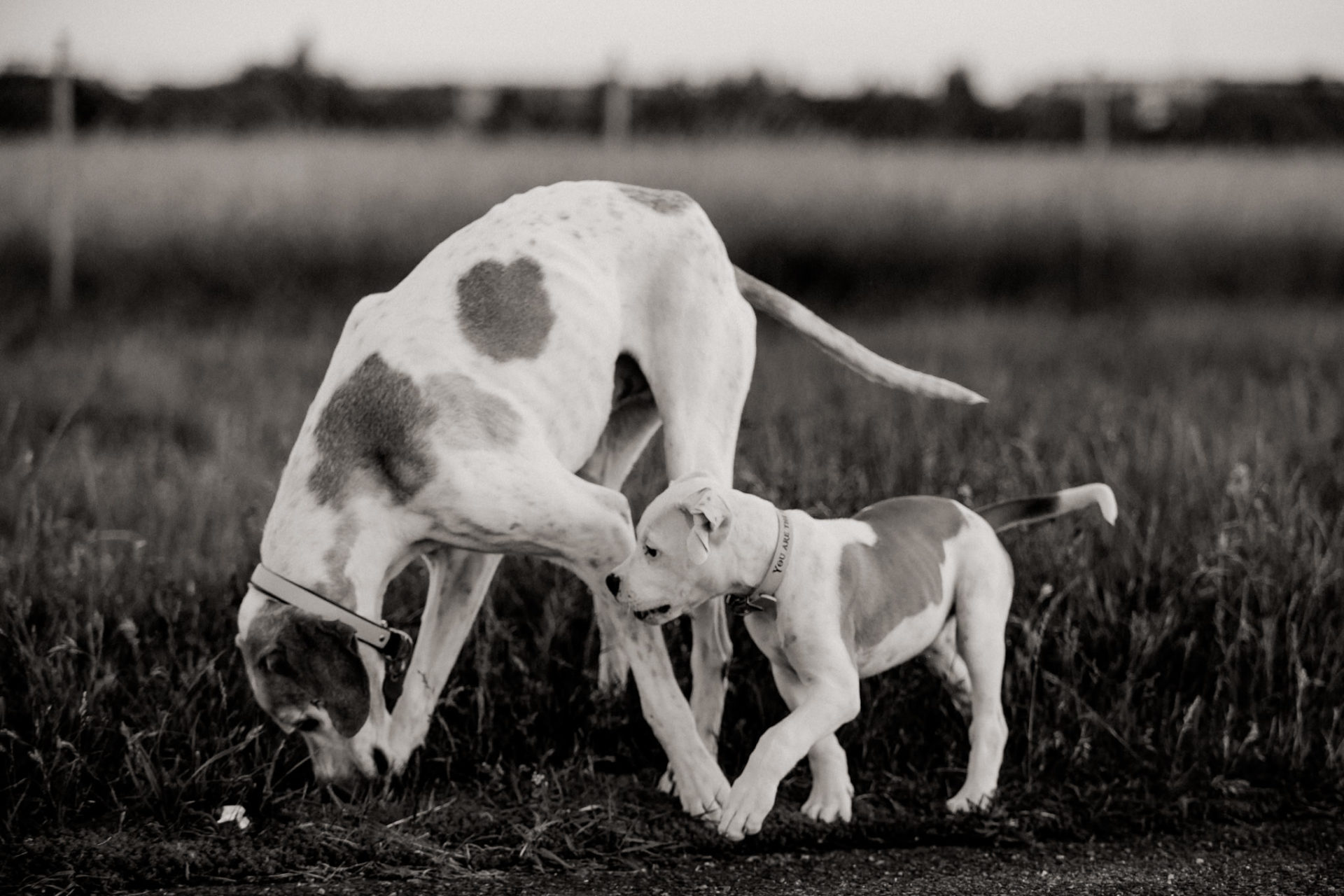 dog photographer berlin-american bulldog puppy-pet photographer-natural dog portrait-tempelhofer feld dogs play