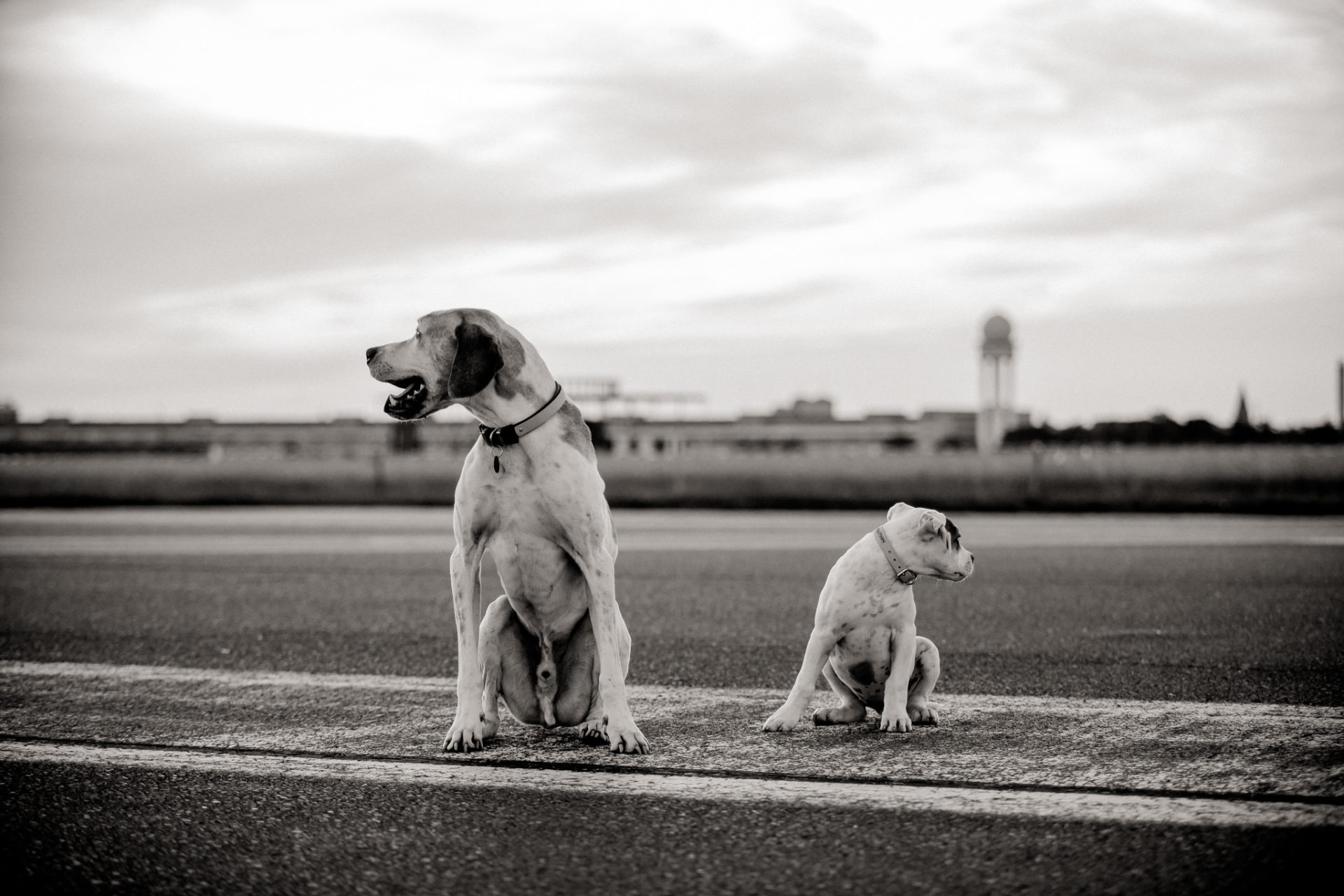 dog photographer berlin-american bulldog puppy-pet photographer-natural dog portrait-tempelhofer feld dogs play
