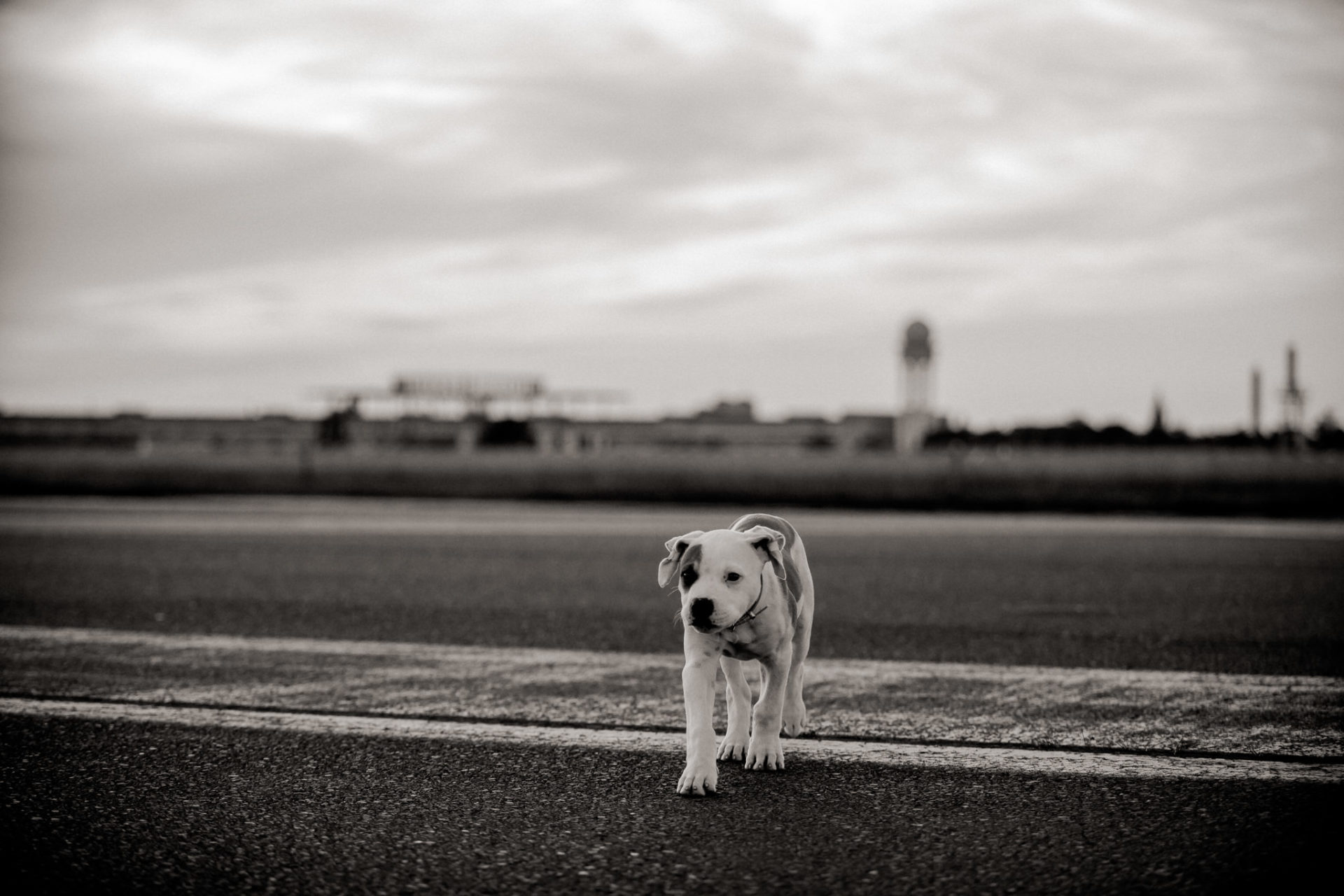 dog photographer berlin-american bulldog puppy-pet photographer-natural dog portrait-tempelhofer feld dogs play