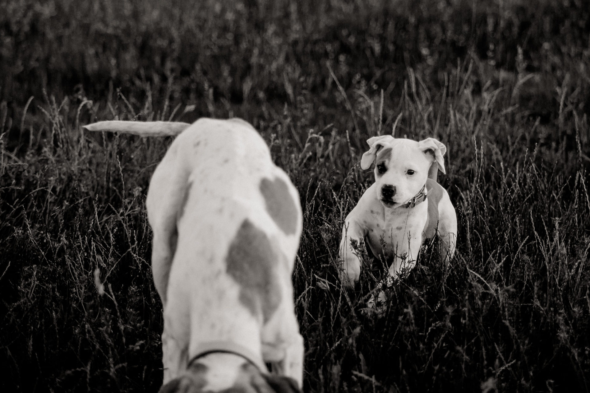 dog photographer berlin-american bulldog puppy-pet photographer-natural dog portrait-tempelhofer feld dogs play