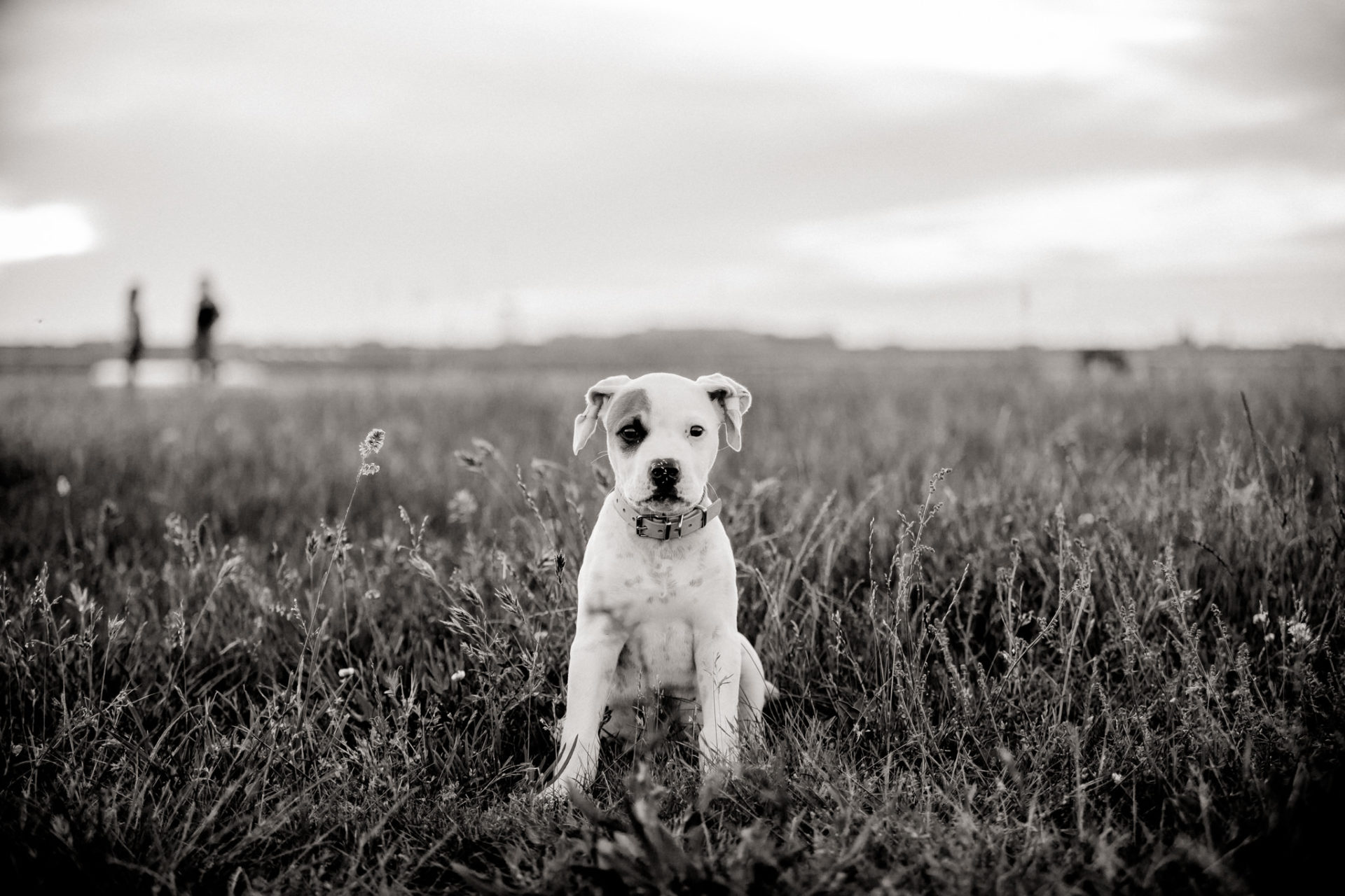 dog photographer berlin-american bulldog puppy-pet photographer-natural dog portrait-tempelhofer feld dogs play