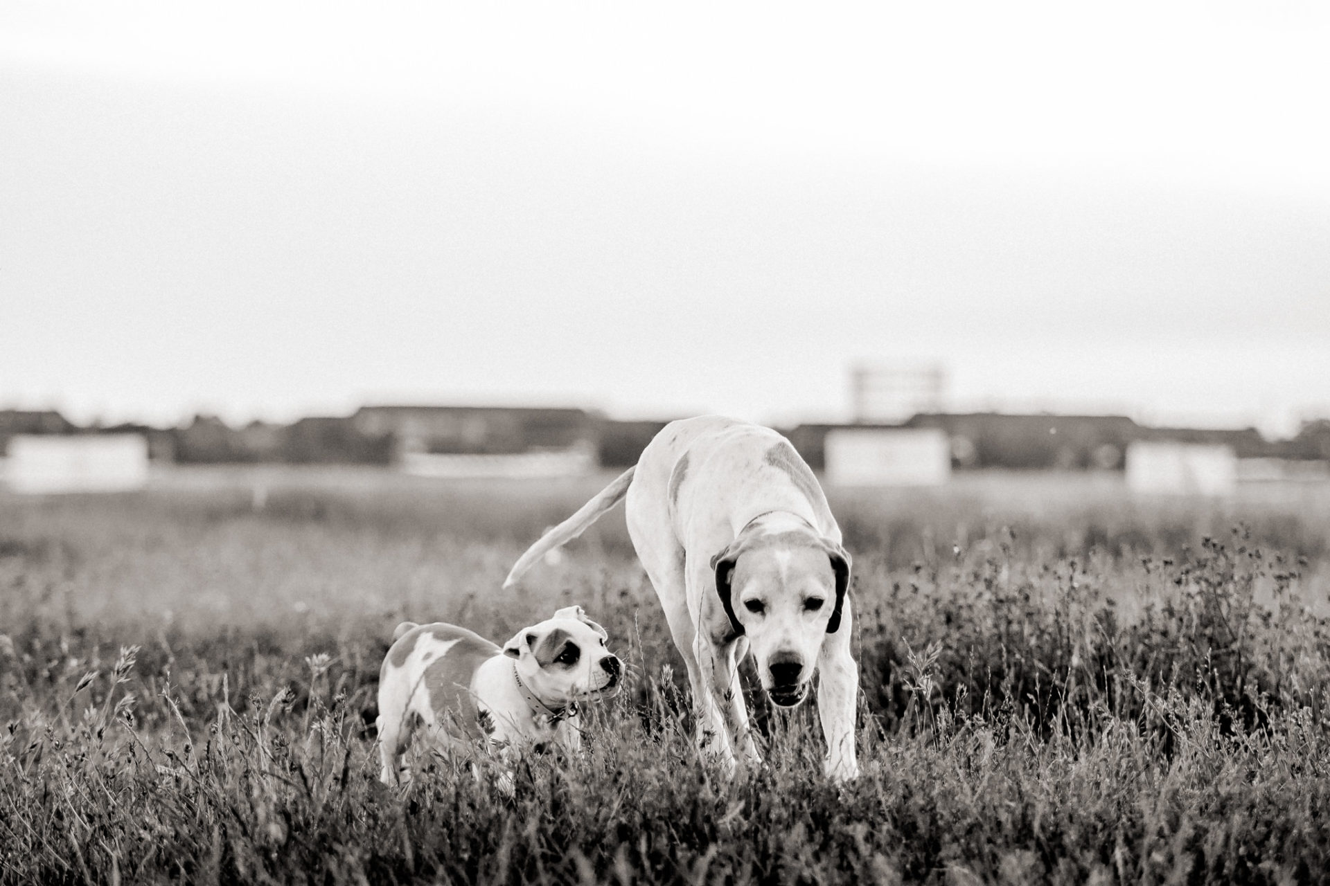 dog photographer berlin-american bulldog puppy-pet photographer-natural dog portrait-tempelhofer feld dogs play
