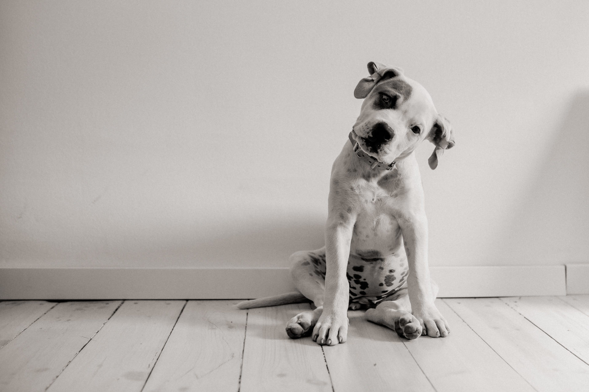 dog photographer berlin-american bulldog puppy-pet photographer-natural dog portrait