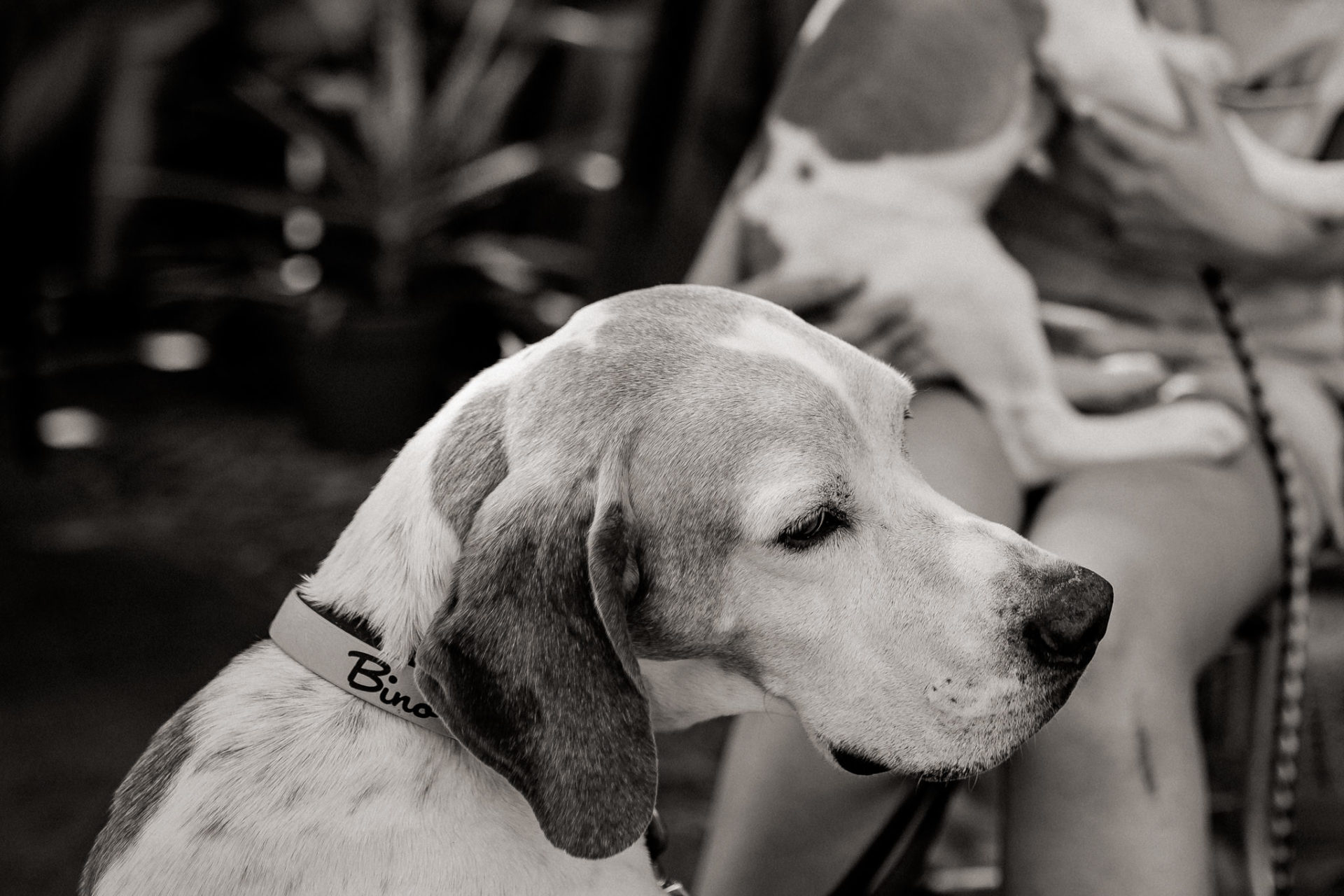 dog photographer berlin-american bulldog puppy-pet photographer-natural dog portrait-berlin with dogs-roamers coffee