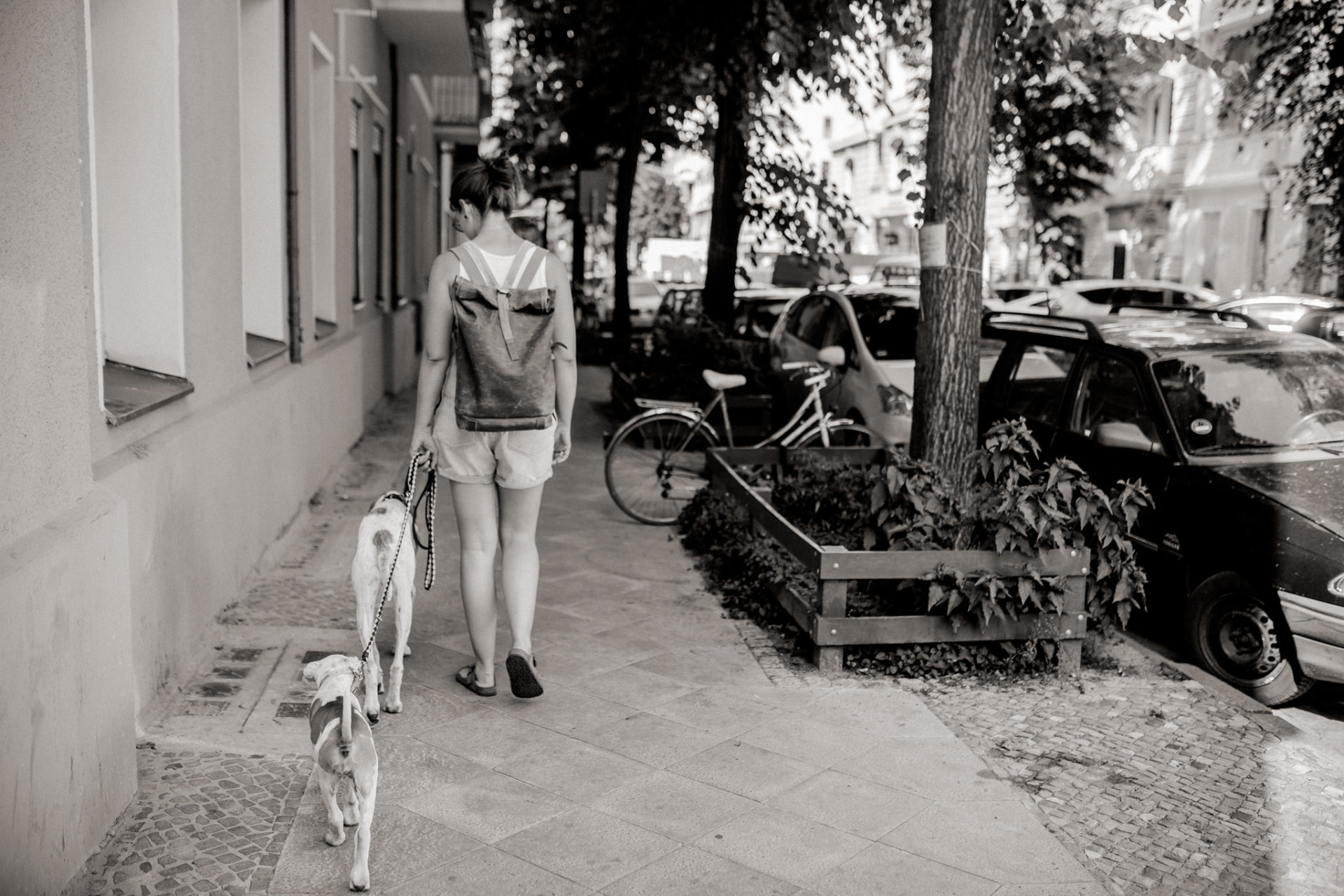 dog photographer berlin-american bulldog puppy-pet photographer-natural dog portrait-berlin with dogs-roamers coffee