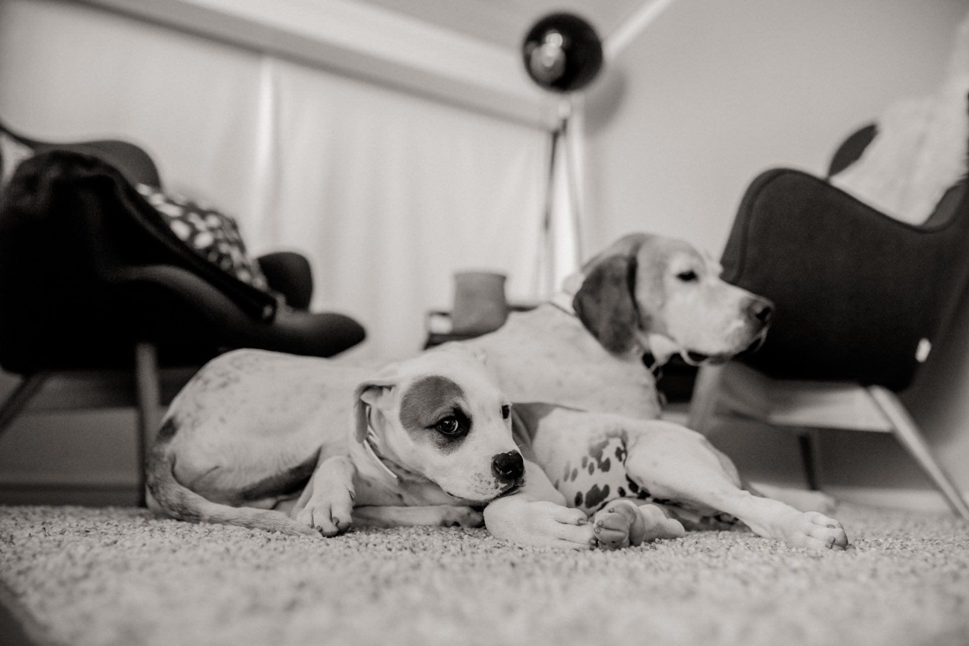 hundefotograf stuttgart-haustierportraits-ungestellte tierfotos-hundefotos in natur-familienhund-welpentraining-stubenrein