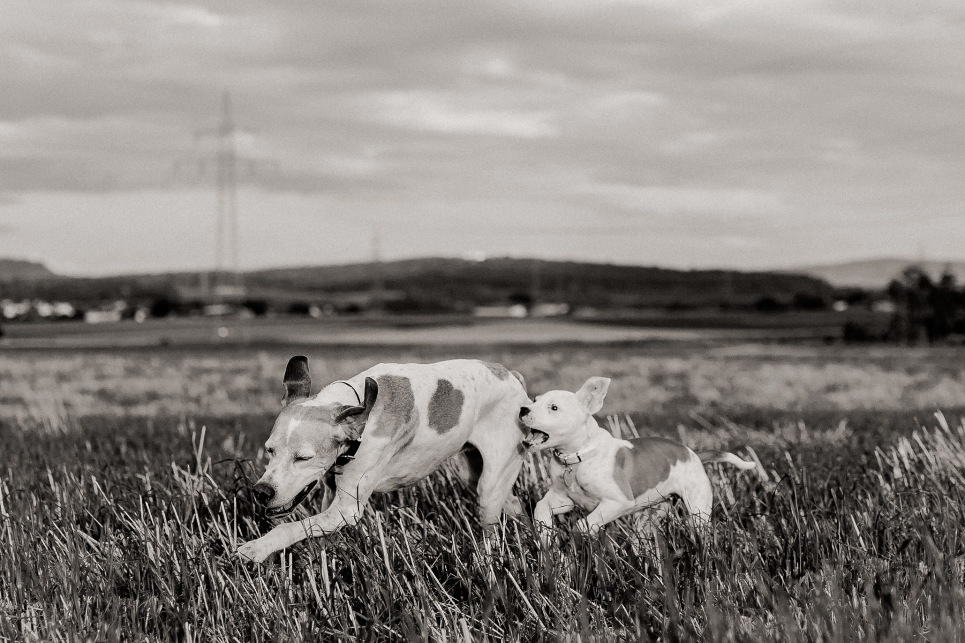 hundefotograf stuttgart-haustierportraits-ungestellte tierfotos-hundefotos in natur-familienhund-welpentraining-haustier portrait