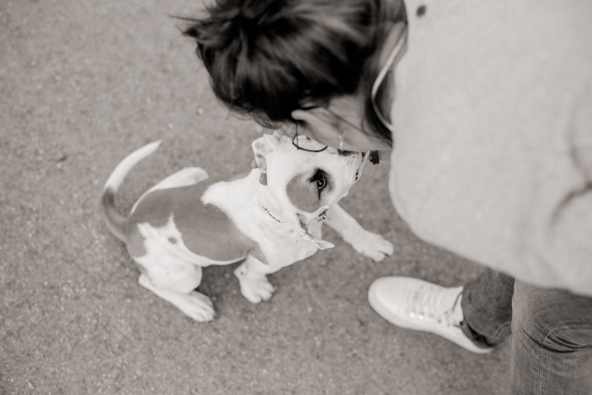 hundefotograf stuttgart-haustierportraits-ungestellte tierfotos-hundefotos in natur-familienhund-welpentraining-haustier portrait