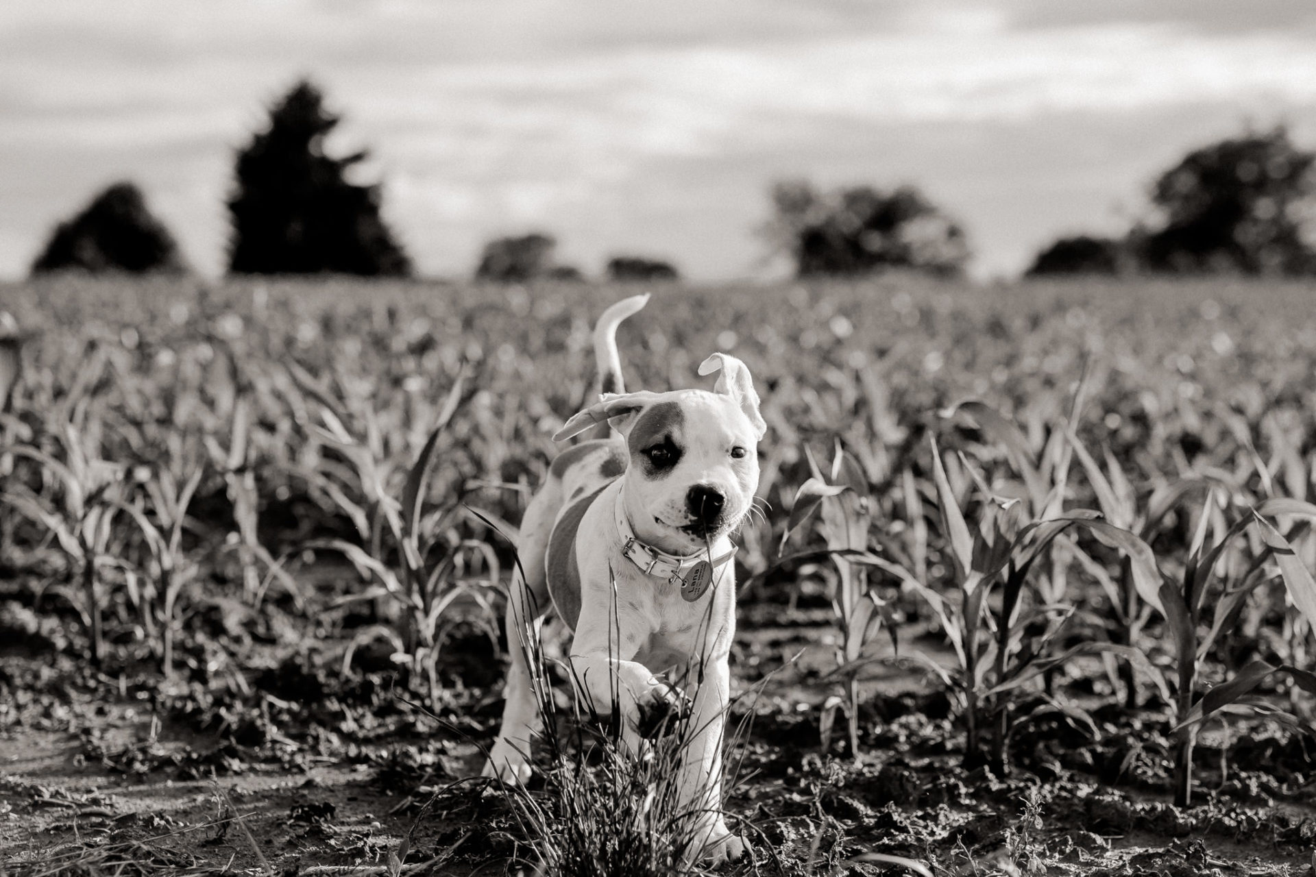 hundefotograf stuttgart-haustierportraits-ungestellte tierfotos-hundefotos in natur-familienhund-welpentraining-haustier portrait