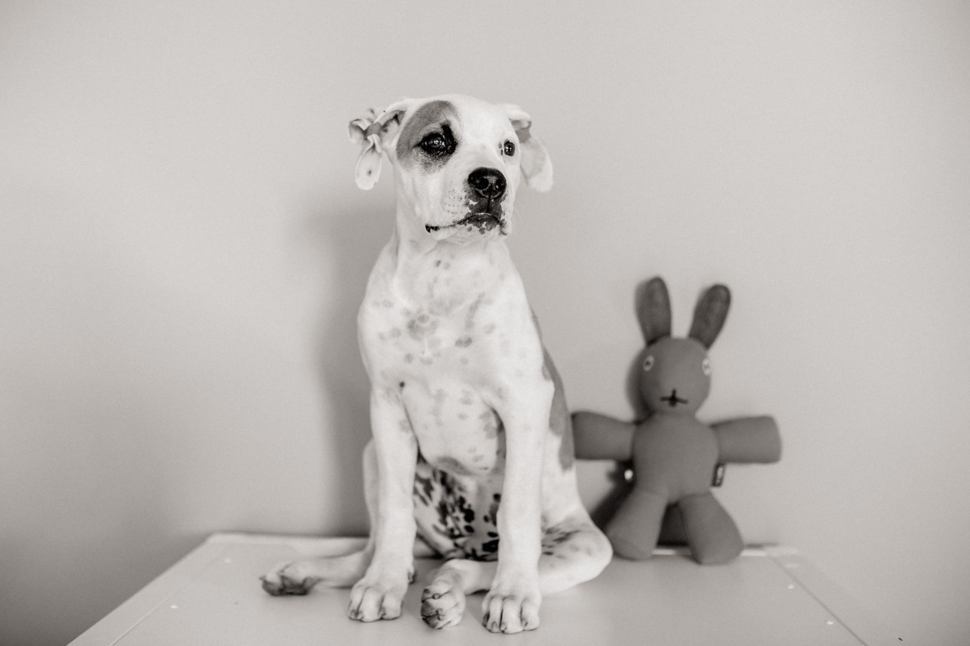 großstadteben mit welpe-familienfotograf berlin-american bulldog welpe-hundefotograf-reisen mit hundewelpe-Lausitz Urlaub