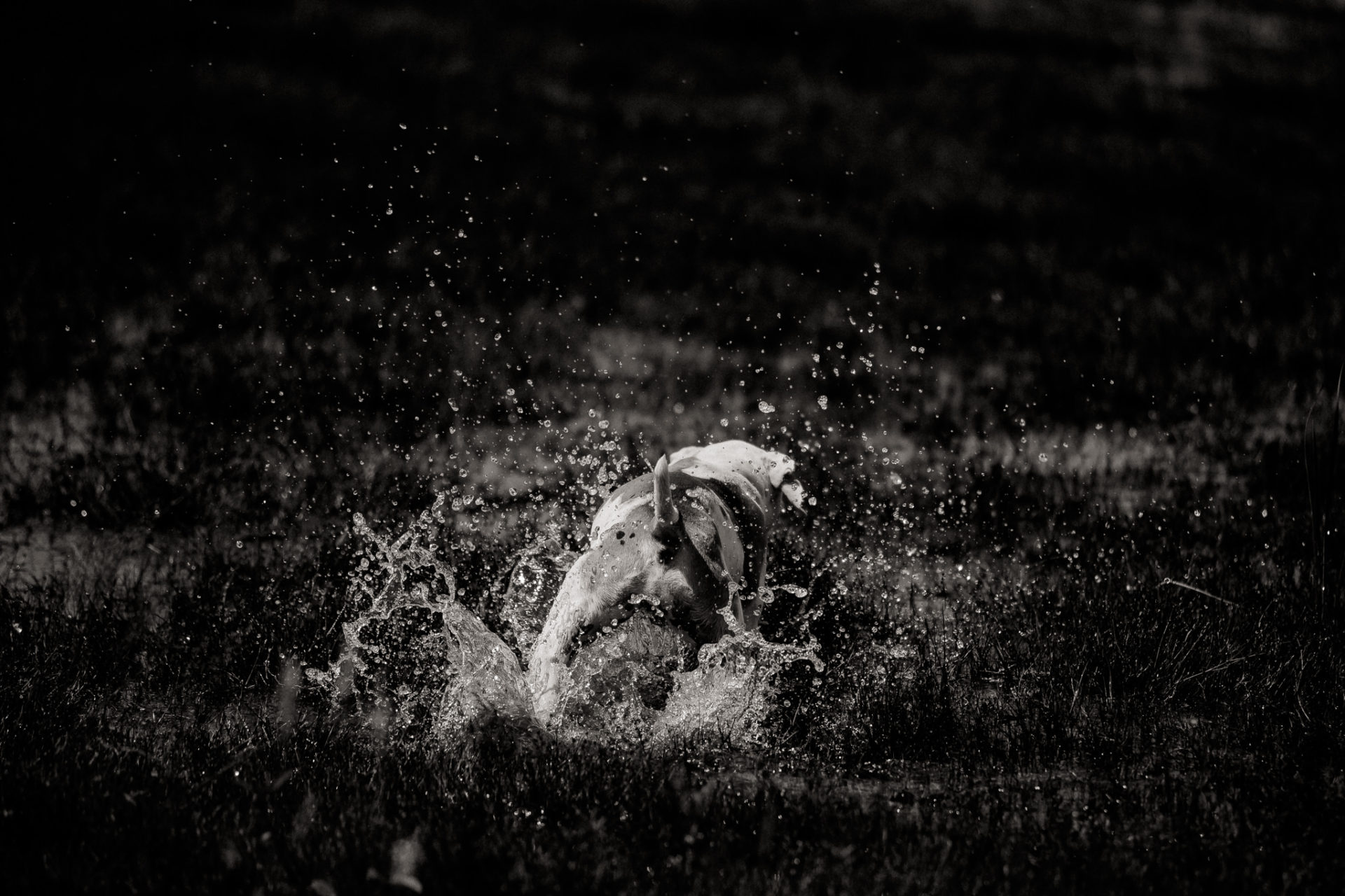 großstadteben mit welpe-familienfotograf berlin-american bulldog welpe-hundefotograf-reisen mit hundewelpe-Lausitz Urlaub