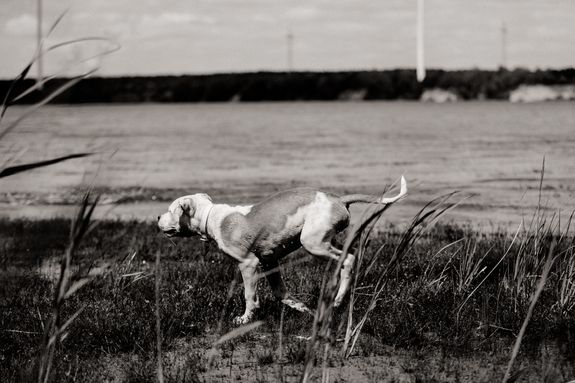 großstadteben mit welpe-familienfotograf berlin-american bulldog welpe-hundefotograf-reisen mit hundewelpe-Lausitz Urlaub