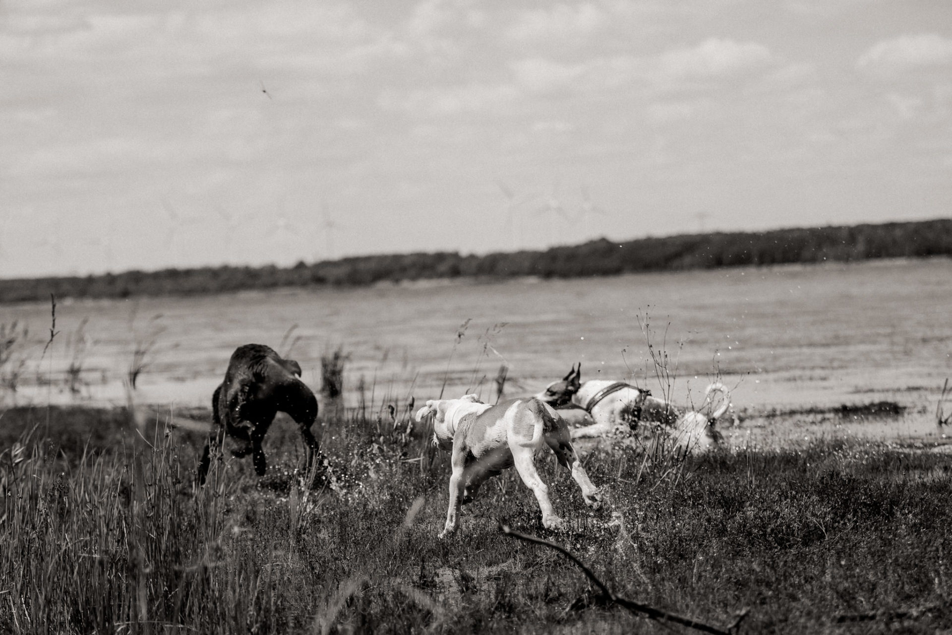 großstadteben mit welpe-familienfotograf berlin-american bulldog welpe-hundefotograf-reisen mit hundewelpe-Lausitz Urlaub