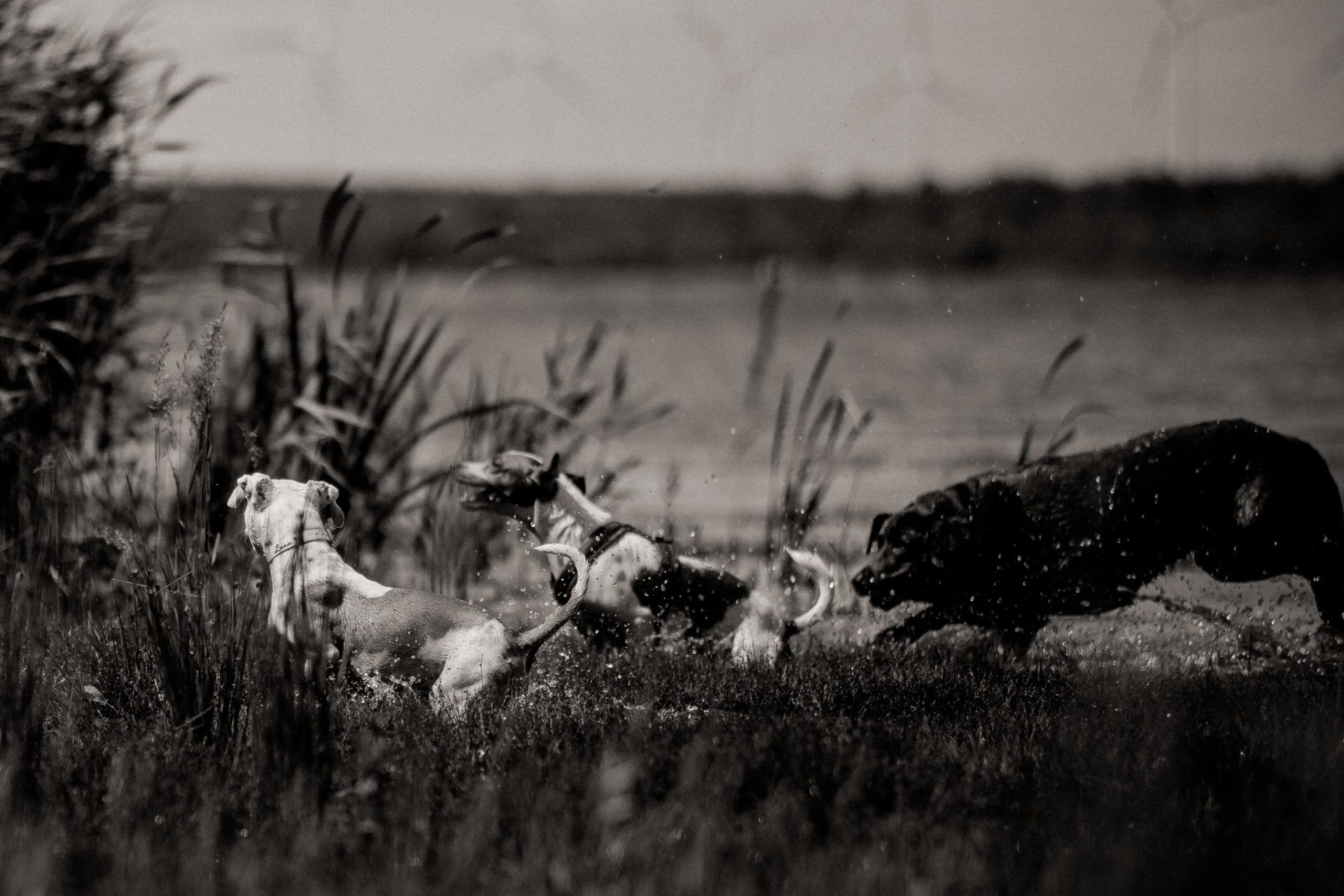 großstadteben mit welpe-familienfotograf berlin-american bulldog welpe-hundefotograf-reisen mit hundewelpe-Lausitz Urlaub