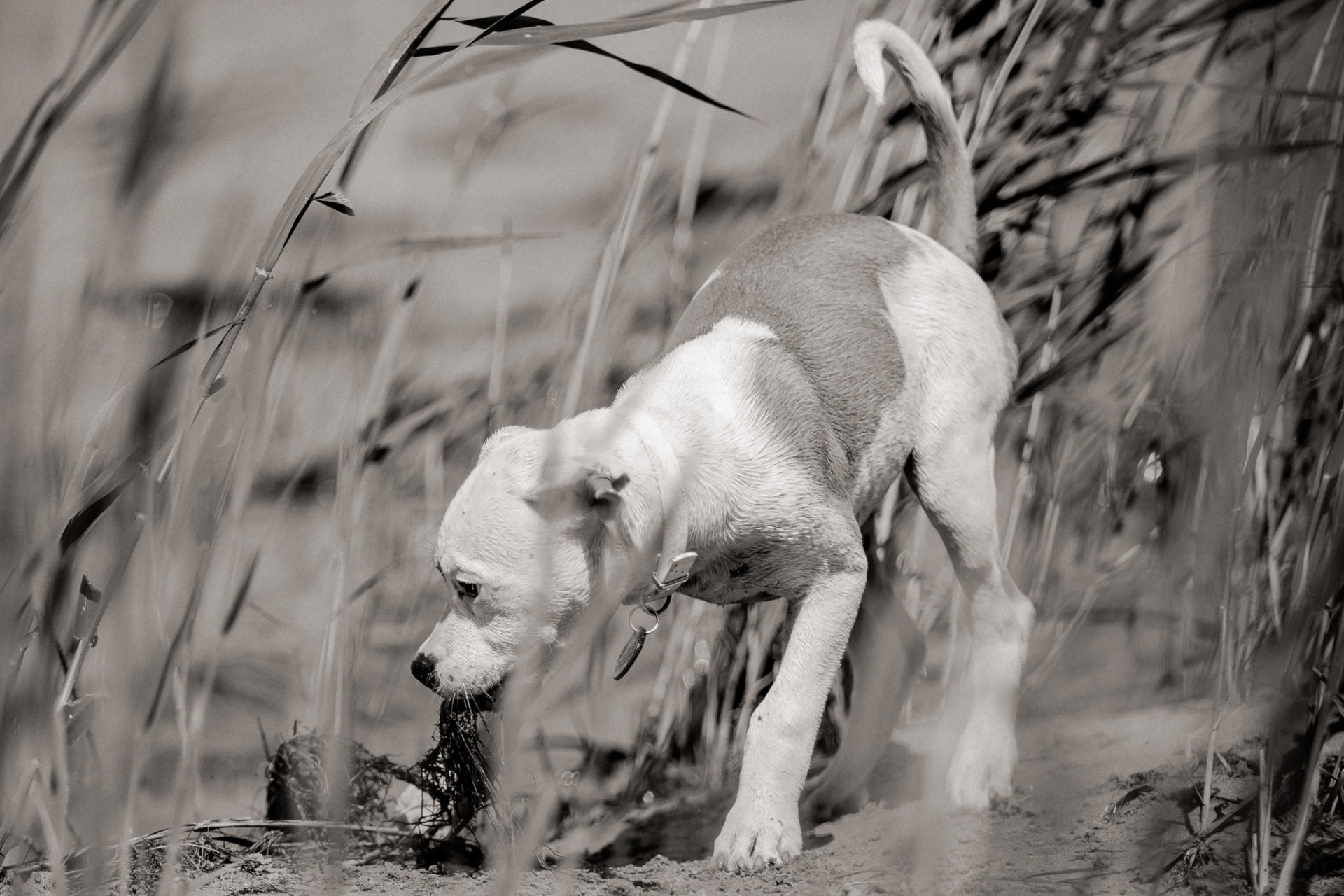 großstadteben mit welpe-familienfotograf berlin-american bulldog welpe-hundefotograf-reisen mit hundewelpe-Lausitz Urlaub