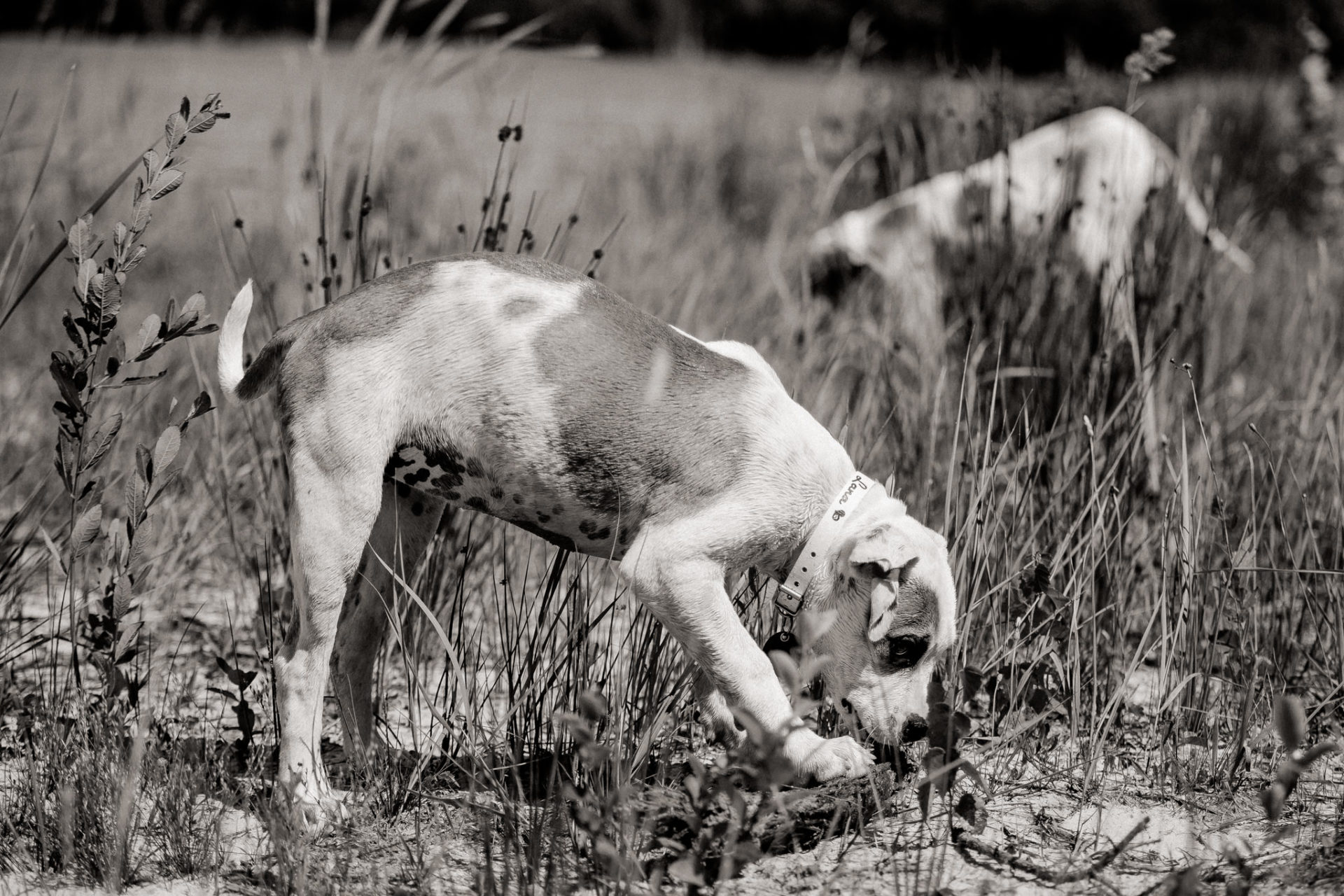 großstadteben mit welpe-familienfotograf berlin-american bulldog welpe-hundefotograf-reisen mit hundewelpe-Lausitz Urlaub