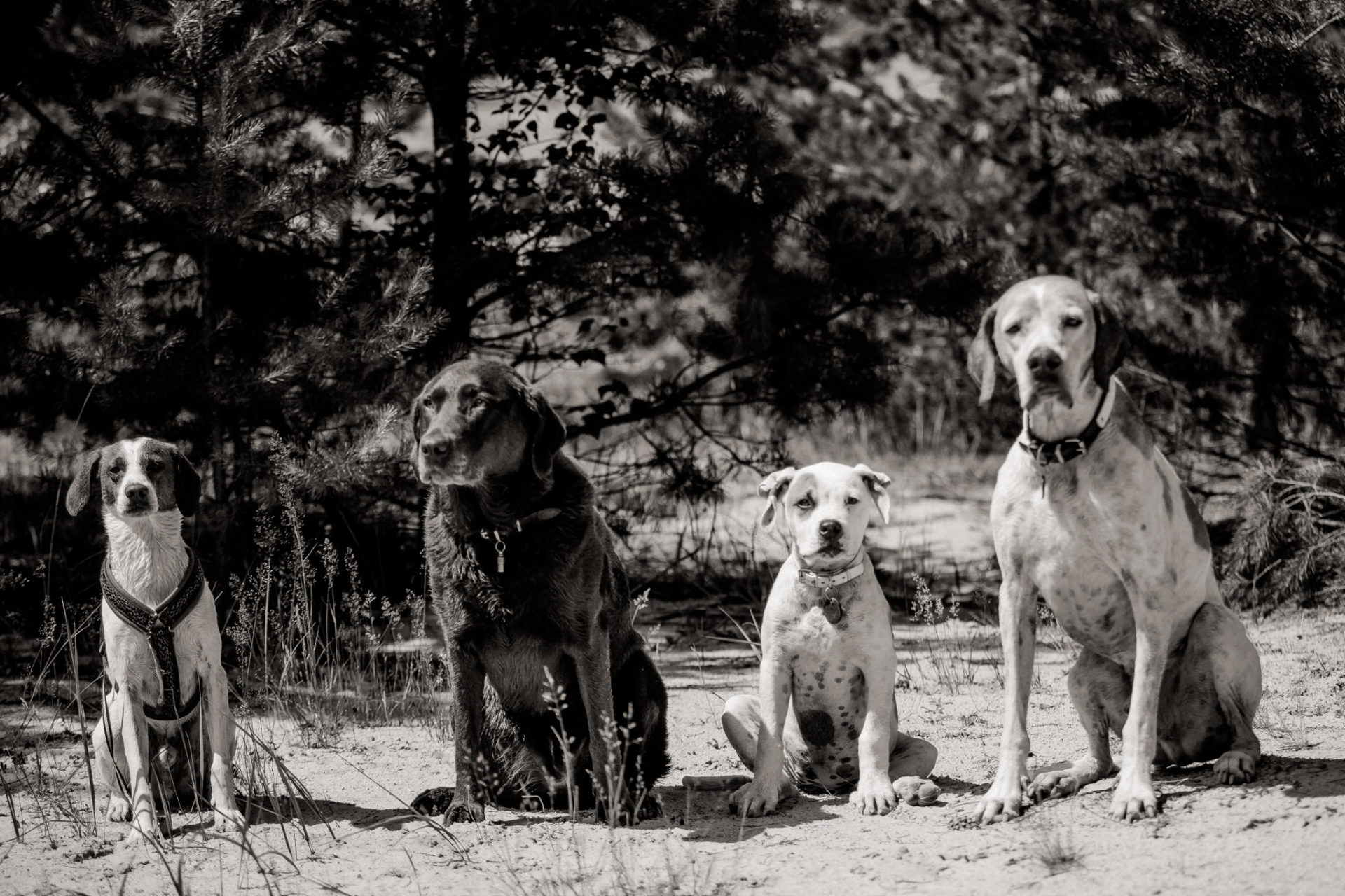 großstadteben mit welpe-familienfotograf berlin-american bulldog welpe-hundefotograf-reisen mit hundewelpe-Lausitz Urlaub