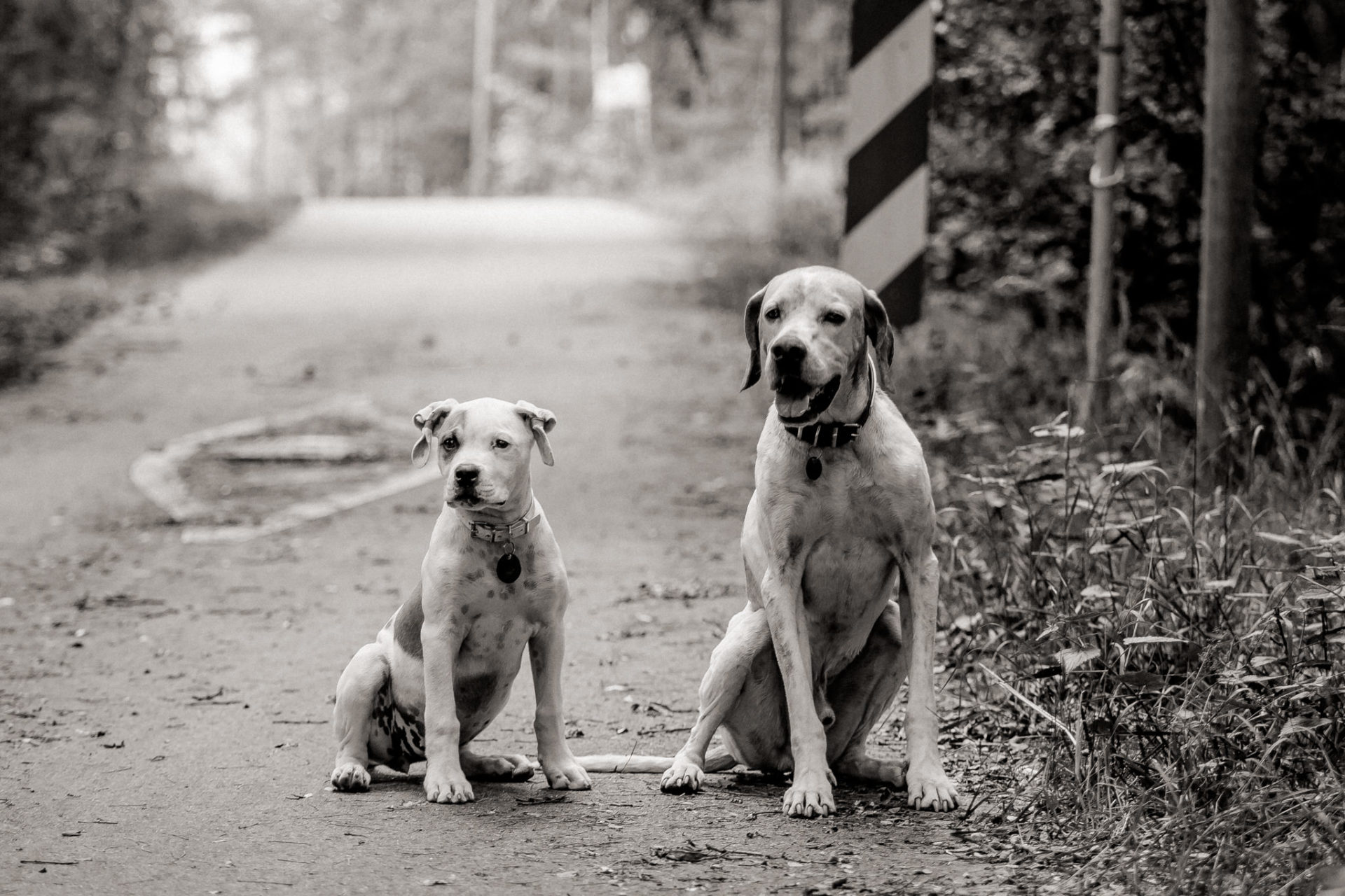 großstadteben mit welpe-familienfotograf berlin-american bulldog welpe-hundefotograf-reisen mit hundewelpe-Lausitz Urlaub