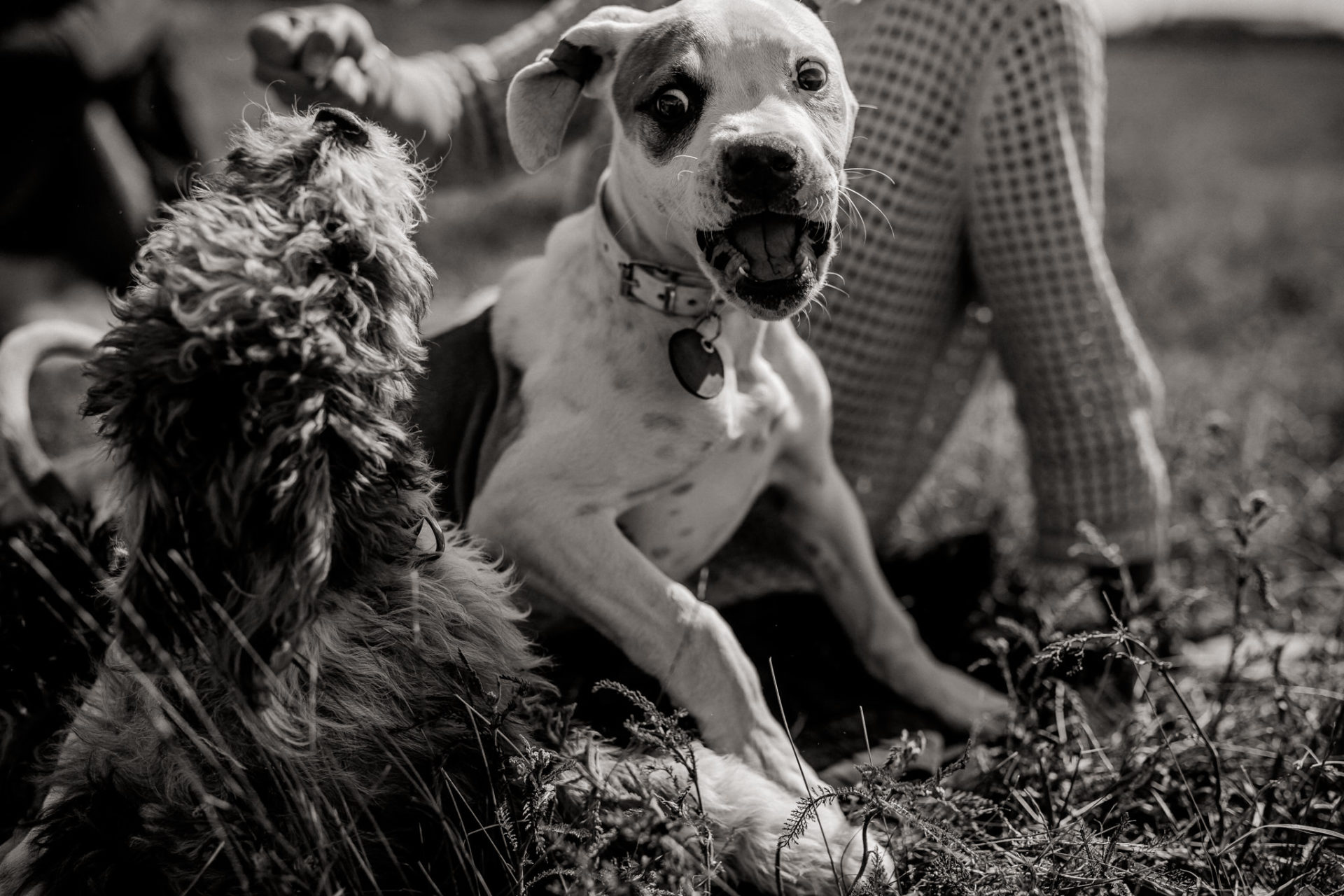 großstadteben mit welpe-familienfotograf berlin-american bulldog welpe-hundefotograf-hundewiese tempelhofer feld