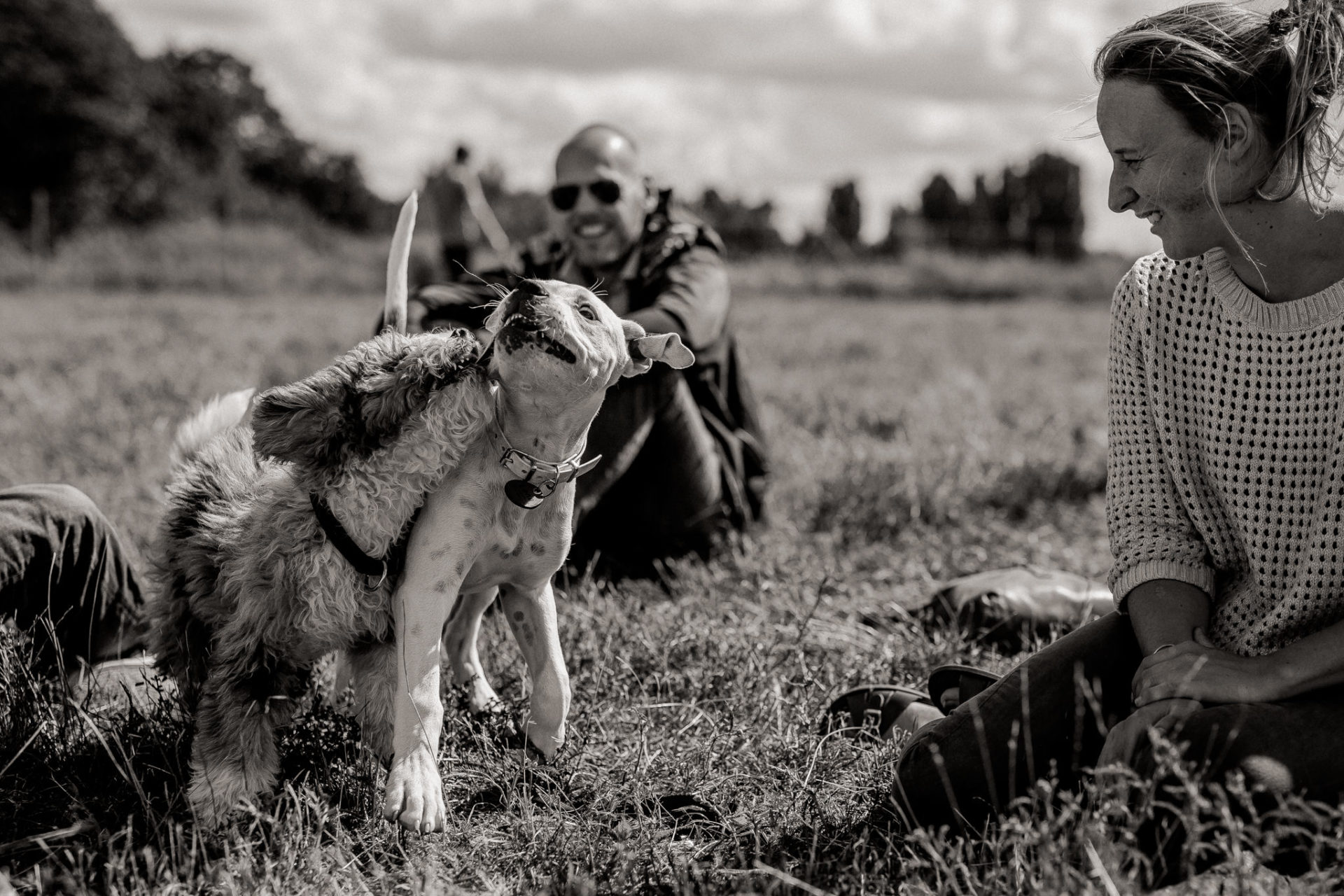 großstadteben mit welpe-familienfotograf berlin-american bulldog welpe-hundefotograf-hundewiese tempelhofer feld