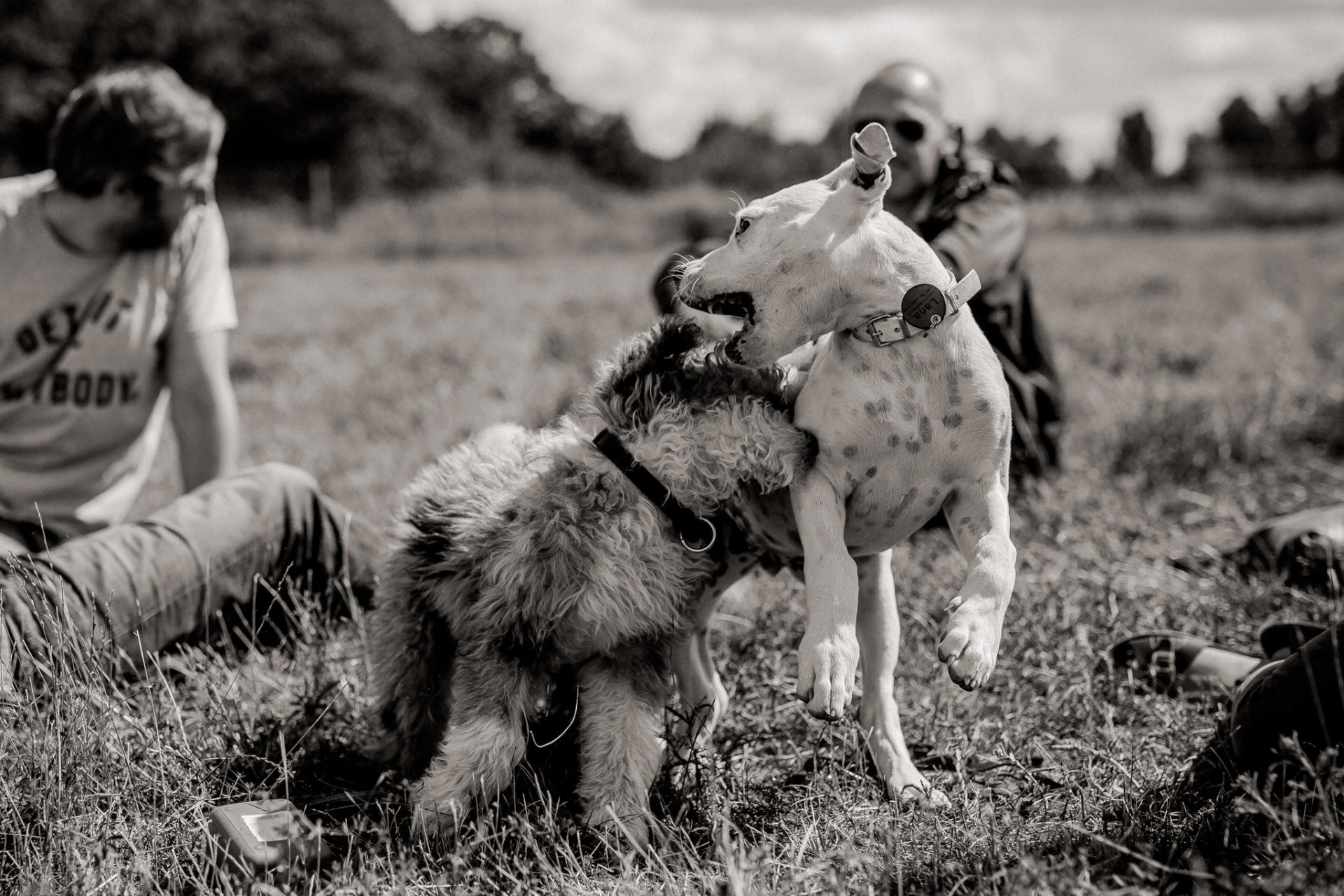 großstadteben mit welpe-familienfotograf berlin-american bulldog welpe-hundefotograf-hundewiese tempelhofer feld