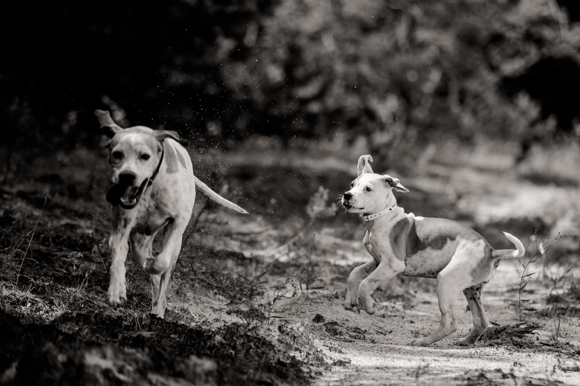 großstadteben mit welpe-familienfotograf berlin-american bulldog welpe-hundefotograf-reisen mit hundewelpe-Lausitz Urlaub