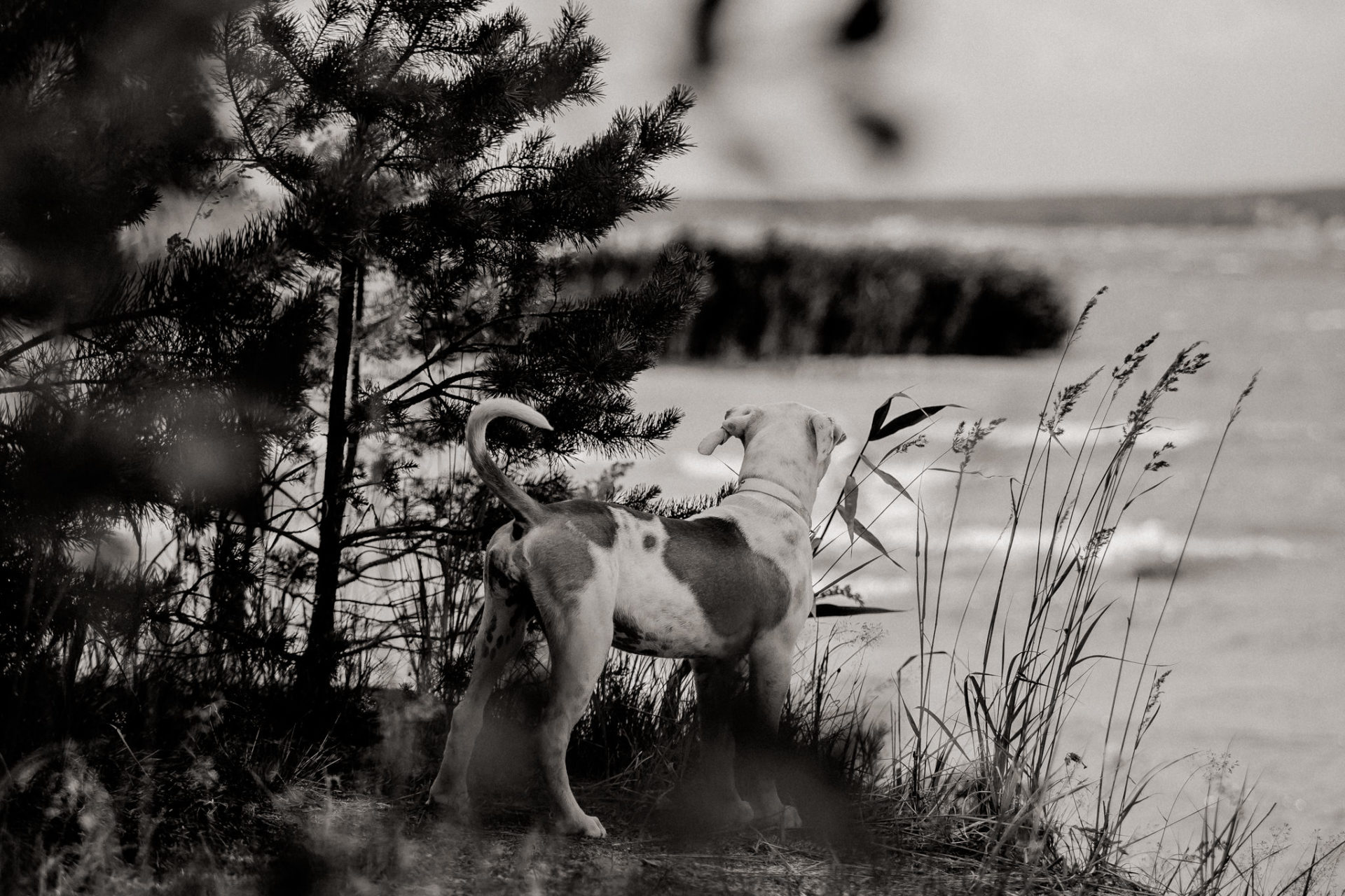großstadteben mit welpe-familienfotograf berlin-american bulldog welpe-hundefotograf-reisen mit hundewelpe-Lausitz Urlaub
