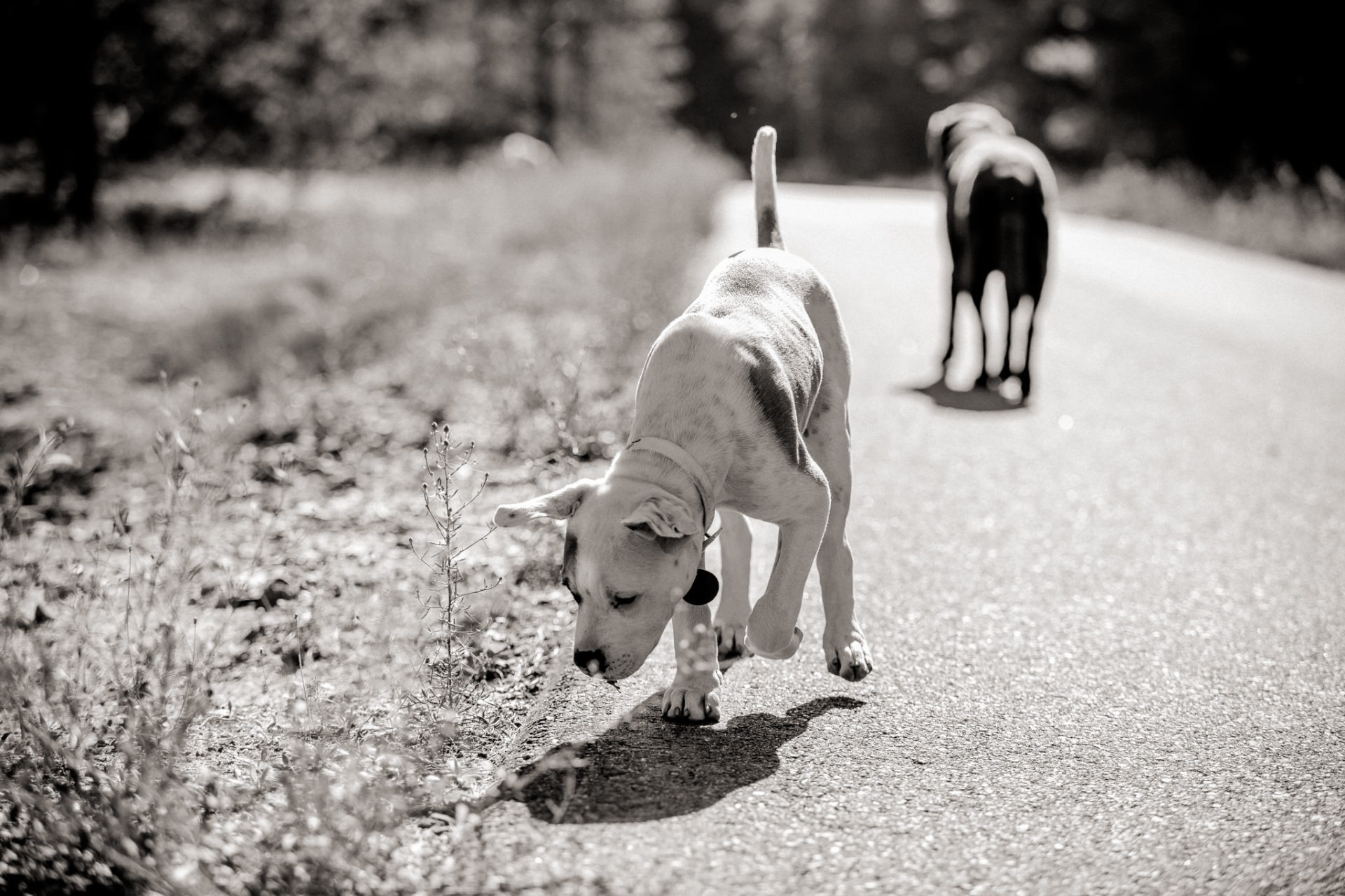 großstadteben mit welpe-familienfotograf berlin-american bulldog welpe-hundefotograf-reisen mit hundewelpe-Lausitz Urlaub