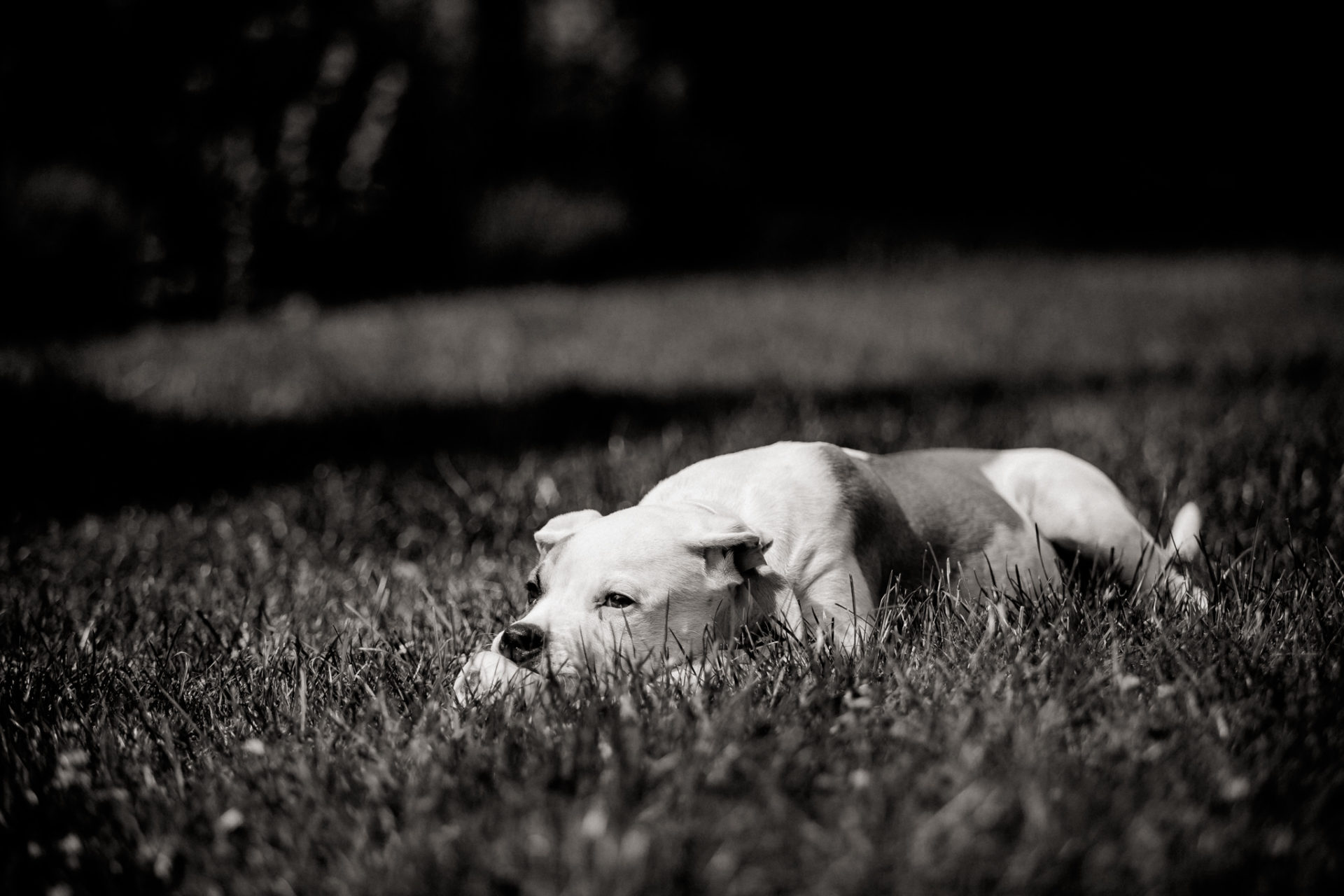 großstadteben mit welpe-familienfotograf berlin-american bulldog welpe-hundefotograf-reisen mit hundewelpe-Lausitz Urlaub