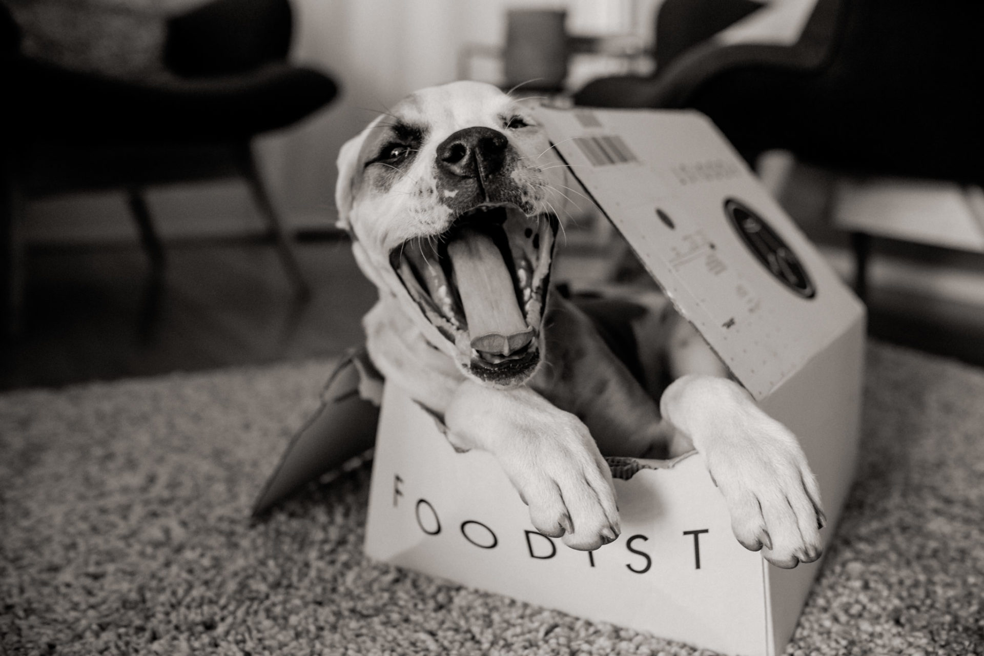 Tierfotograf Hunde Stuttgart-10 Hundefotograf Stuttgart-tierfotos Ludwigsburg-Haustierportraits-welpenspiele-zwei Hunde Besitzer-Hundewelpe gähnen-foodist box-Tierbaby